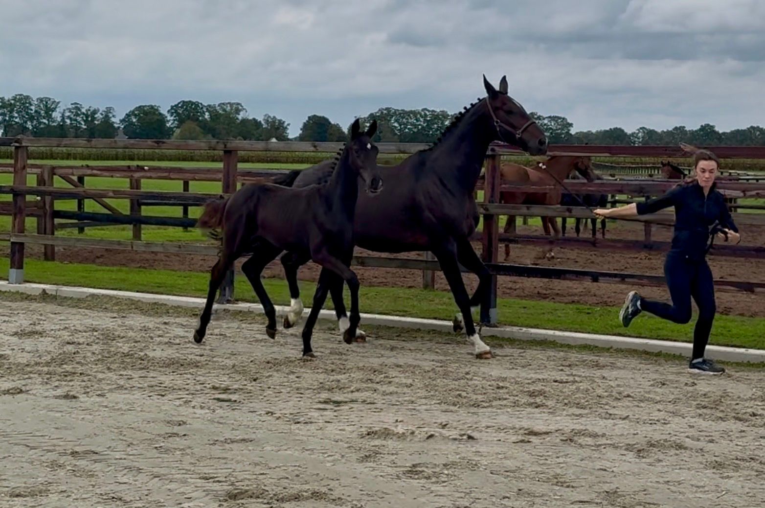 kwpn dressuurpaard merrie 0 years old donkerbruin for sale - Photo 5