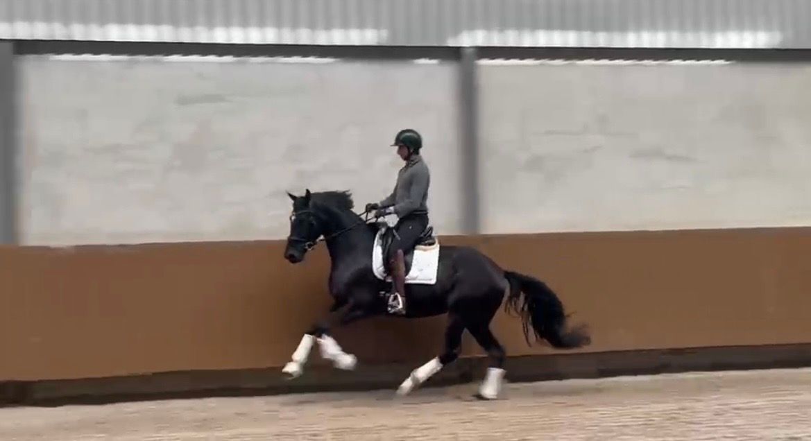 kwpn dressuurpaard merrie 3 years old zwart for sale - Photo 2