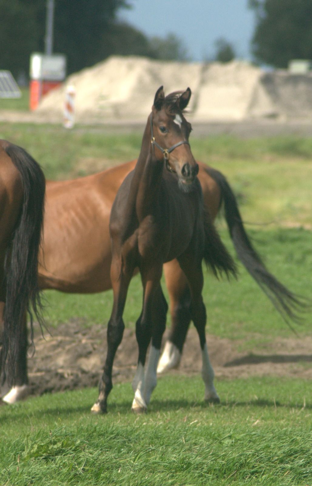oldenburg dressuurpaard hengst 0 years old donkerbruin for sale - Photo 2