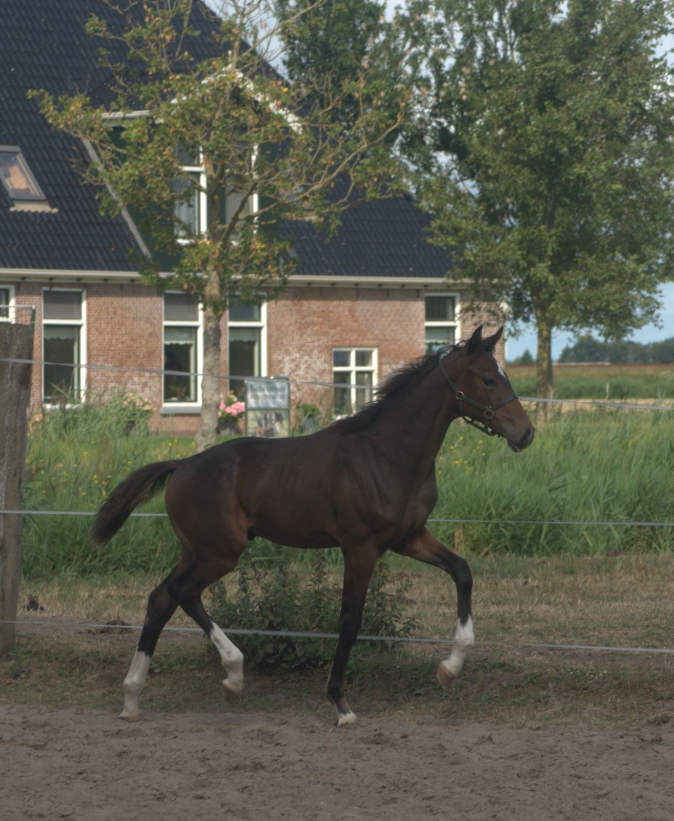 oldenburg dressuurpaard hengst 0 years old donkerbruin for sale - Photo 3