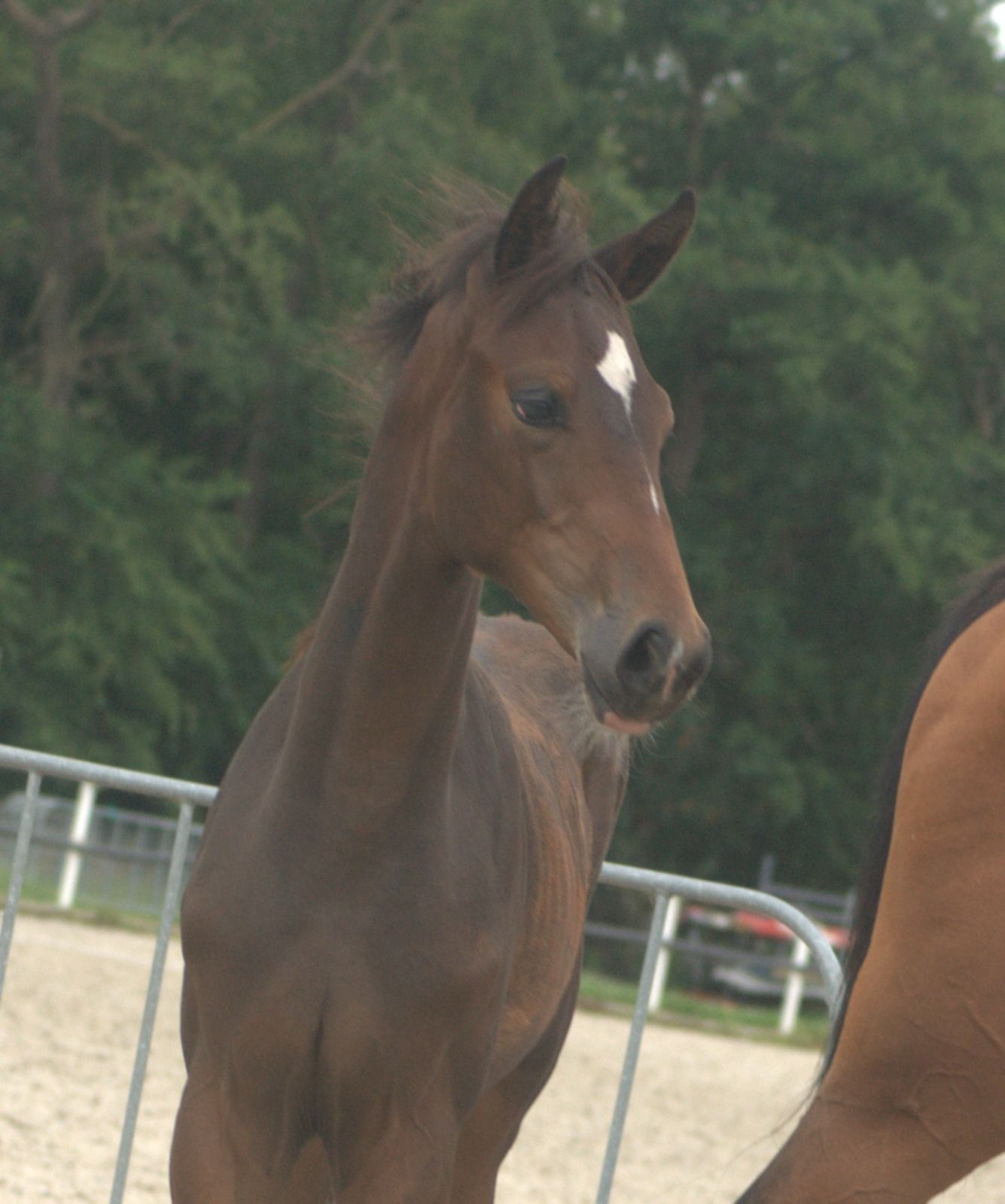 oldenburg dressuurpaard hengst 0 years old donkerbruin for sale - Photo 5