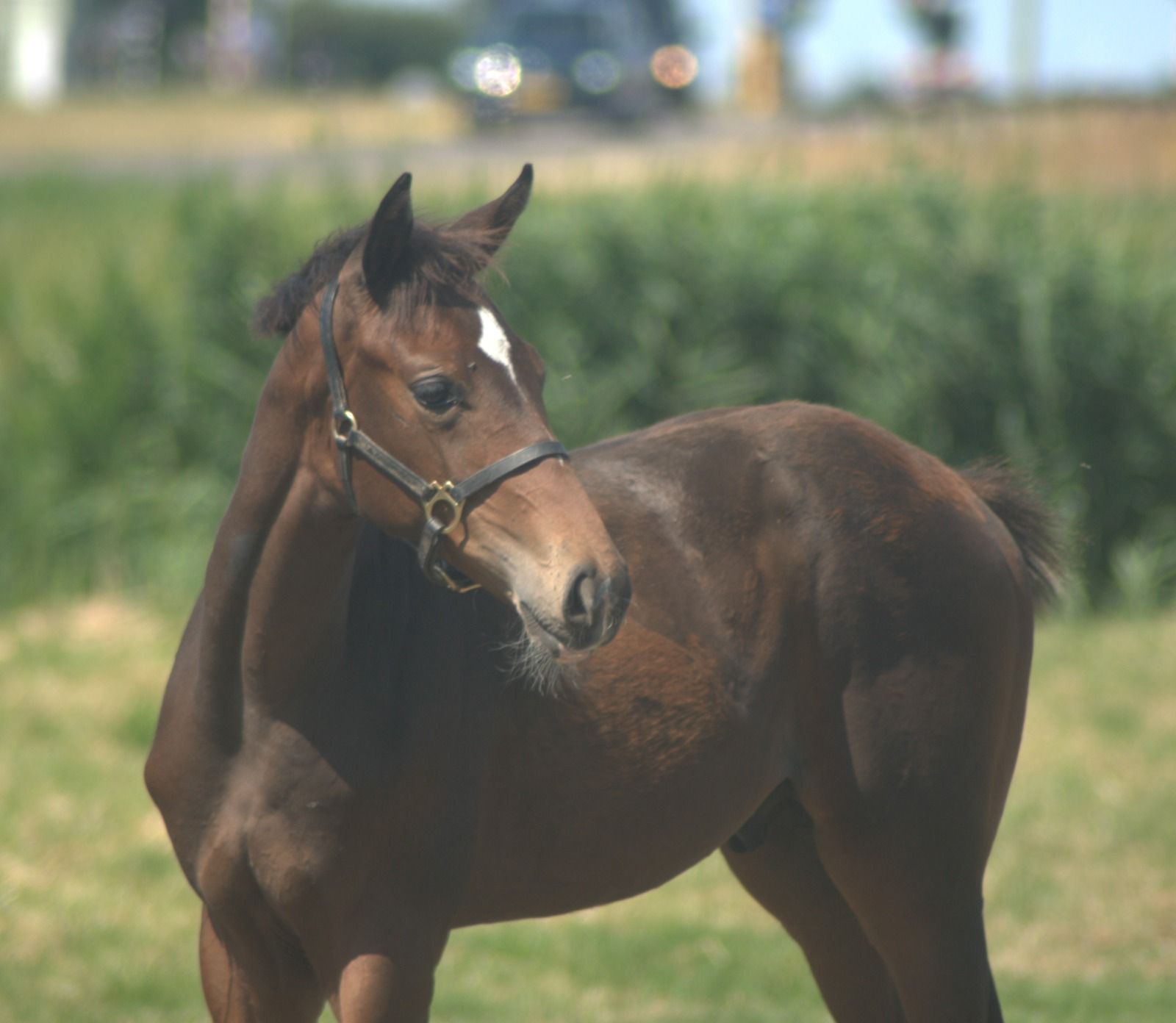oldenburg dressuurpaard hengst 0 years old donkerbruin for sale - Photo 6