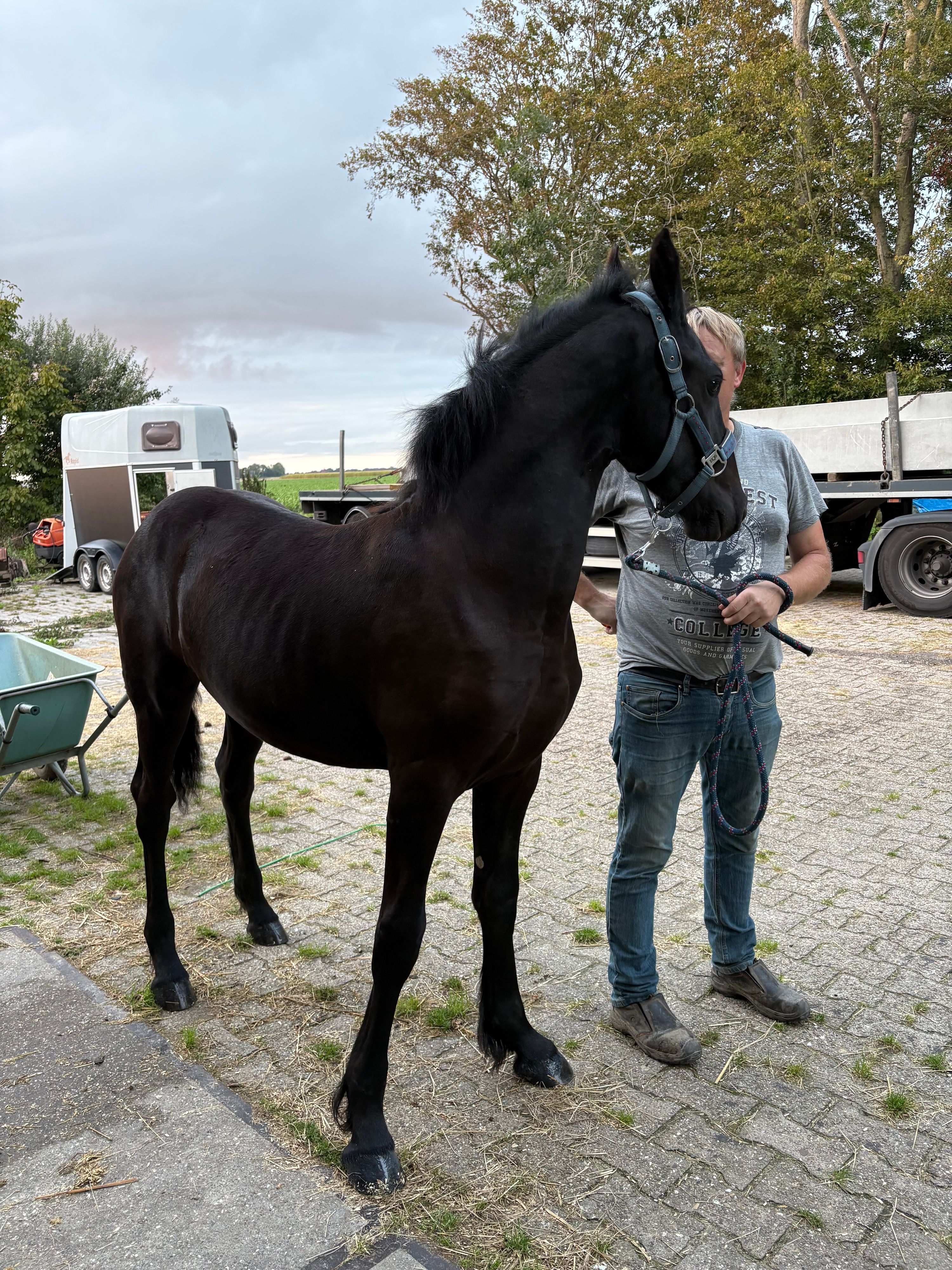 fries hengst 0 jaar zwart te koop - Foto 5