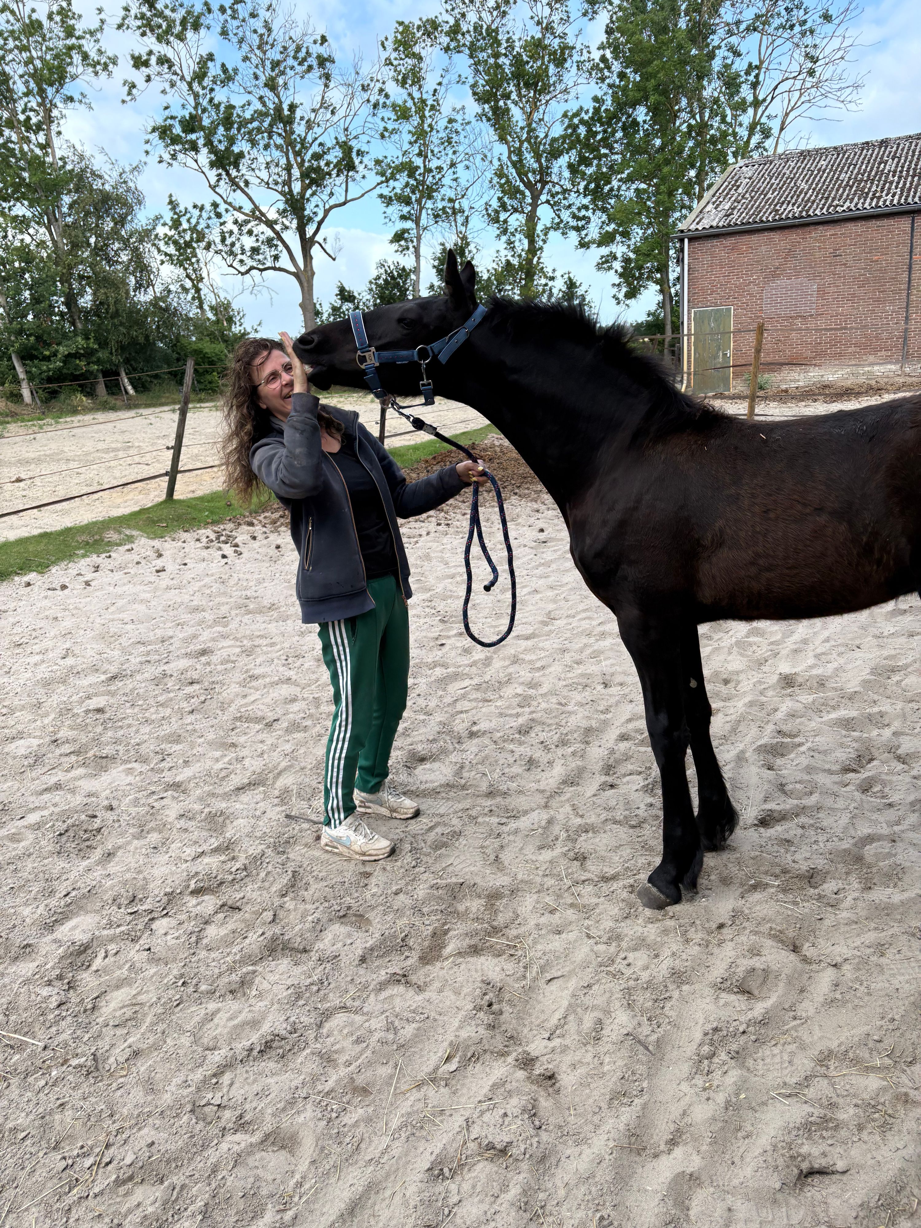 fries hengst 0 jaar zwart te koop - Foto 3