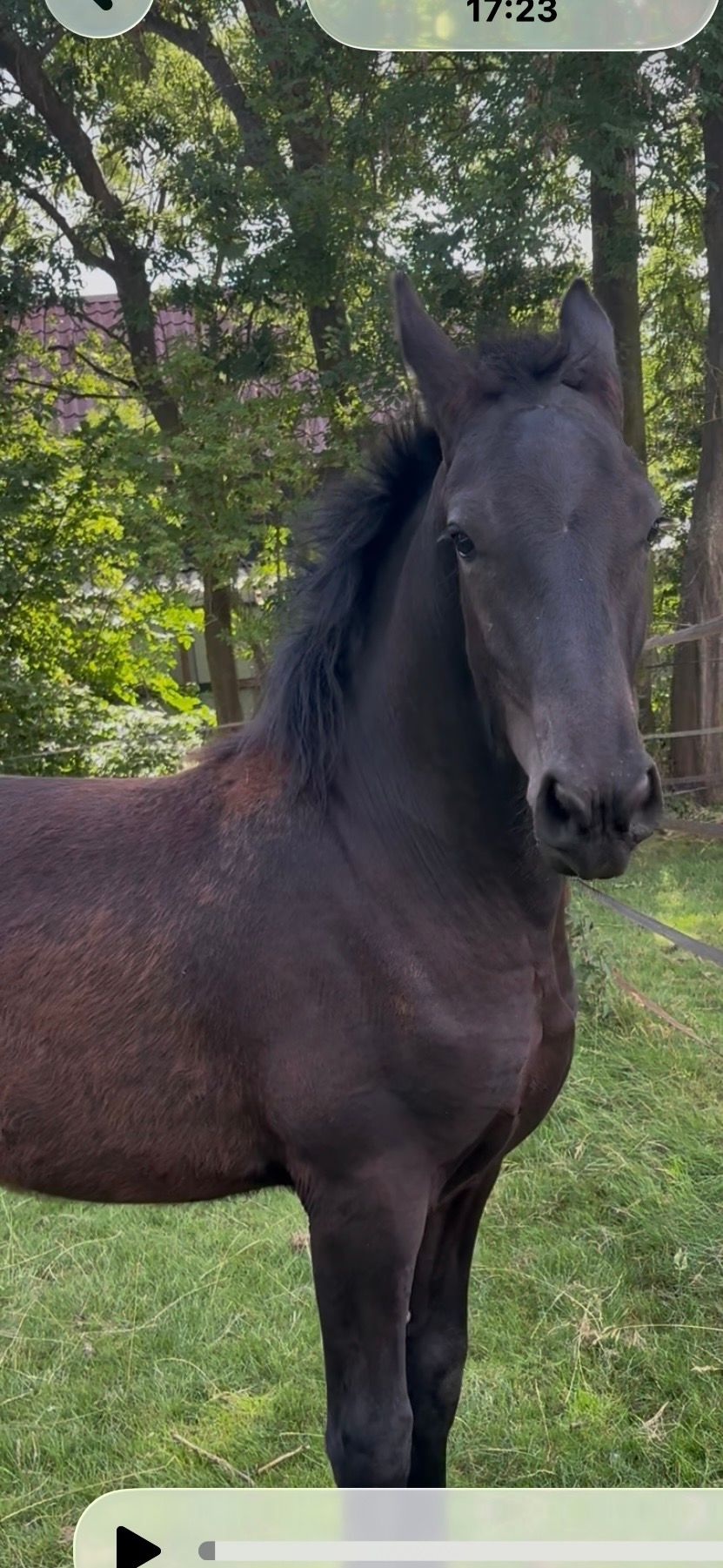 Fries knap groot hengstveulen Kanne 534 x Auwert 514 