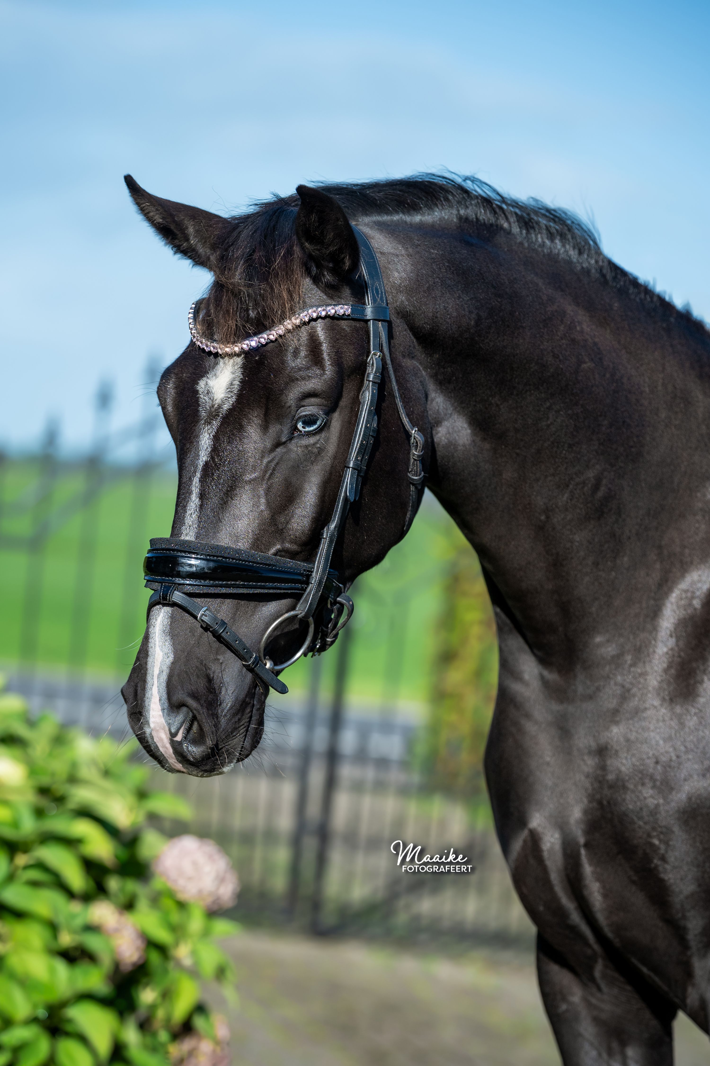 Mega knappe 2,5 jarige merrie