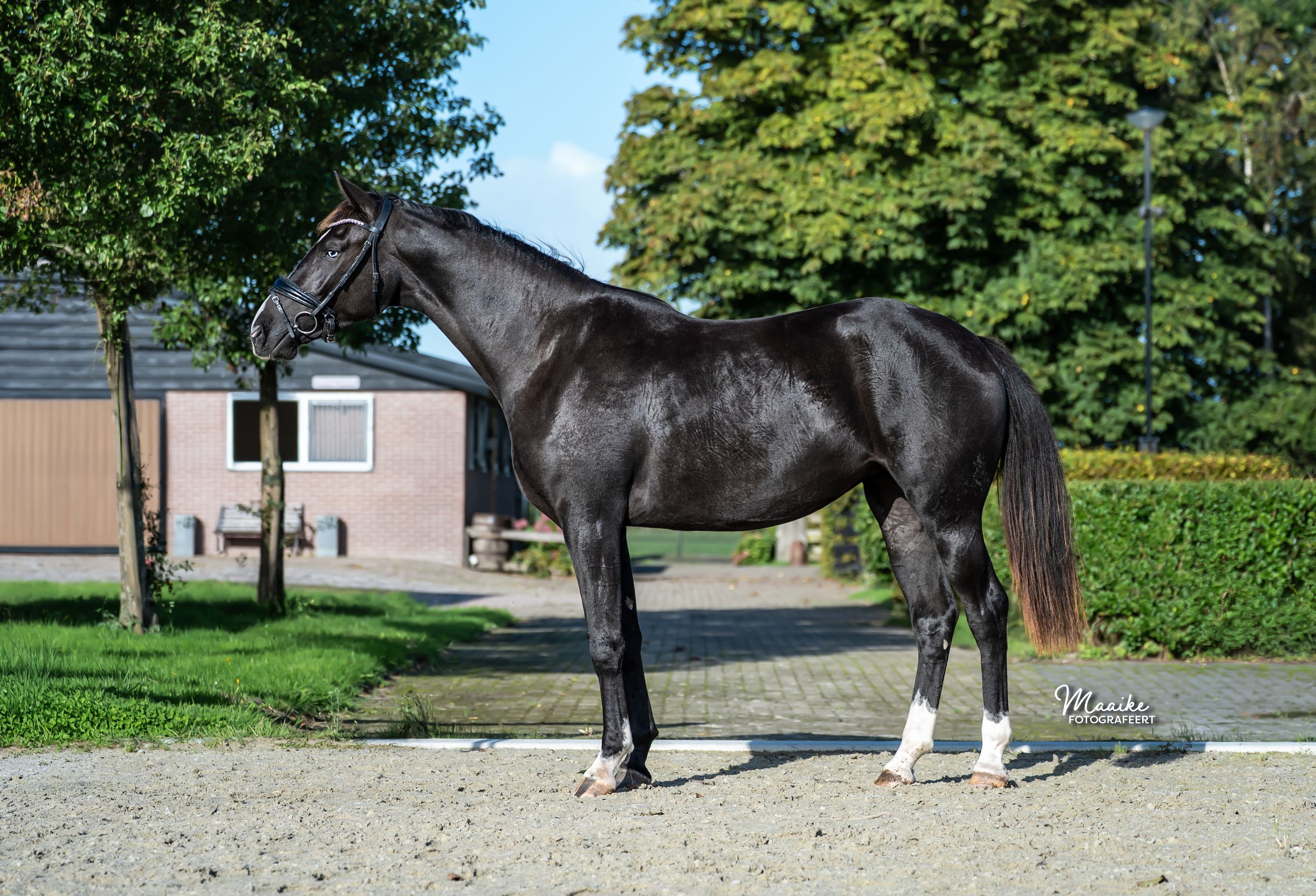kwpn dressuurpaard merrie 2 vuotta donkerbruin myytävänä - Kuva 6