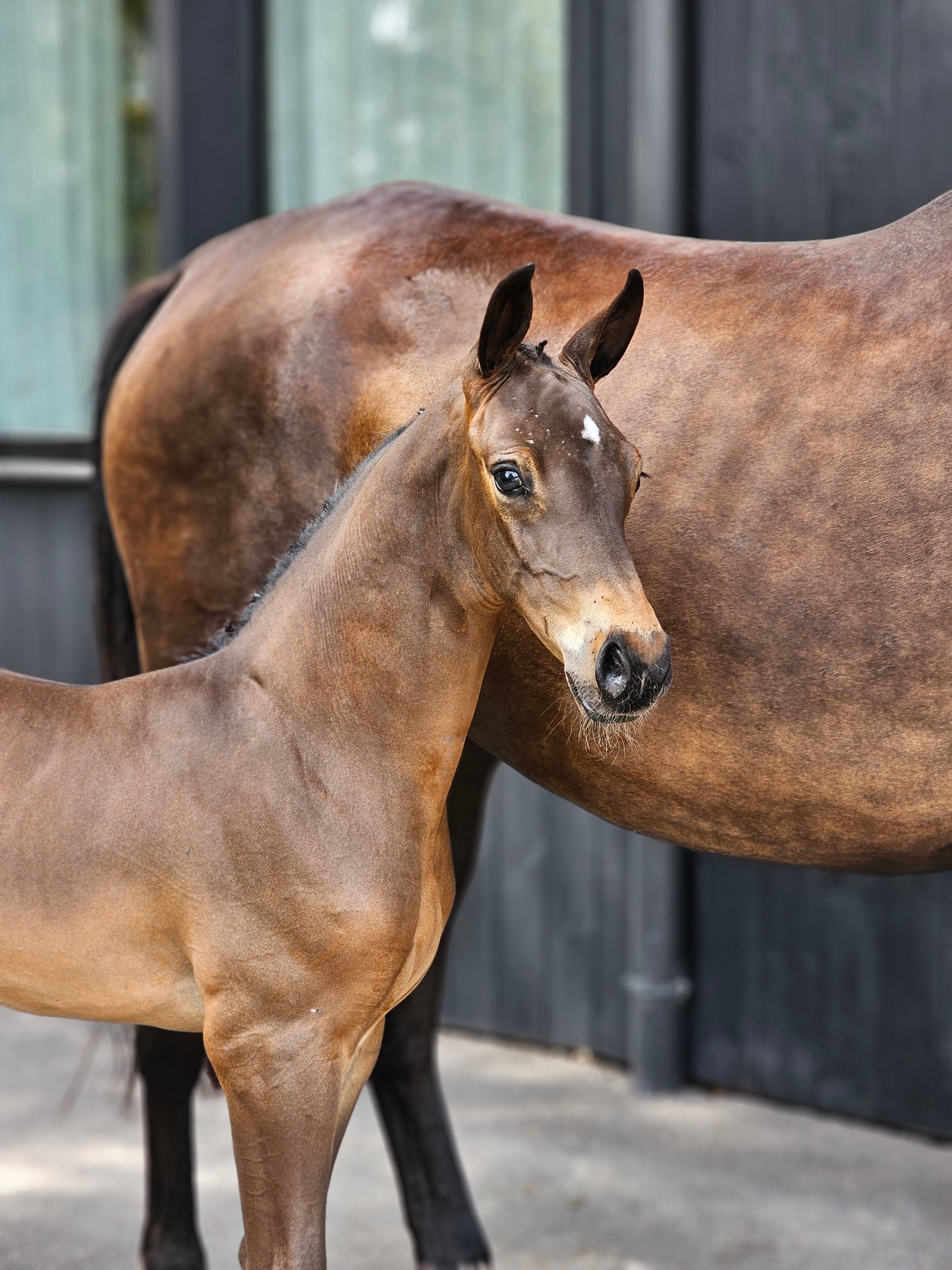 bwp springpaard merrie 8 jaar donkerbruin te koop - Foto 4