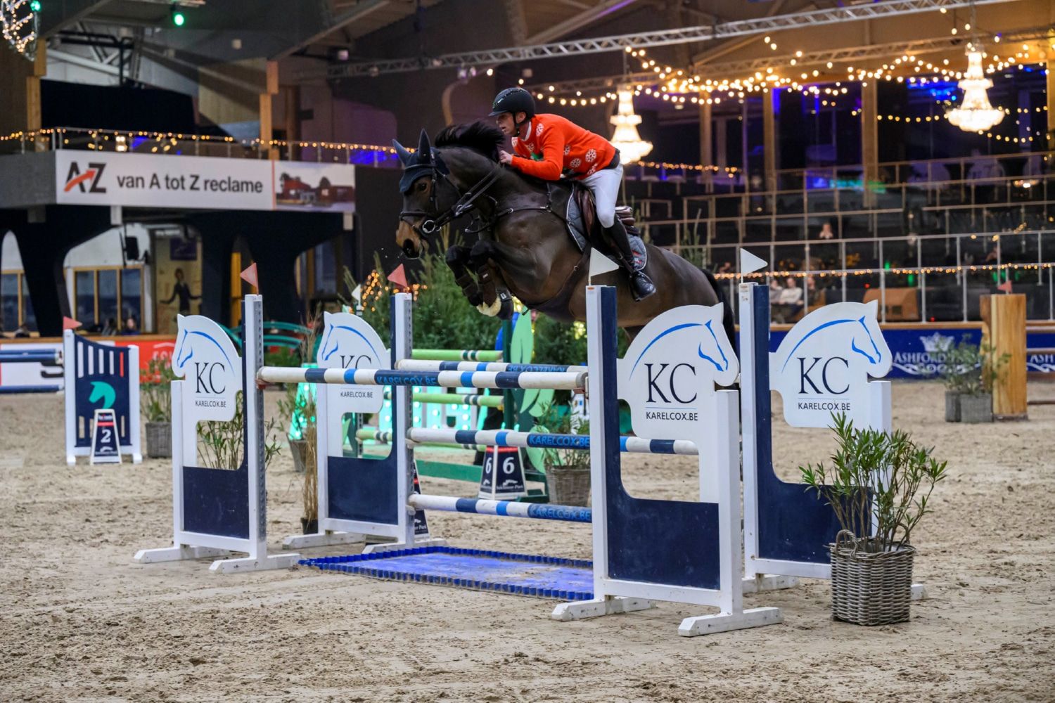 bwp springpaard merrie 8 jaar donkerbruin te koop - Foto 2