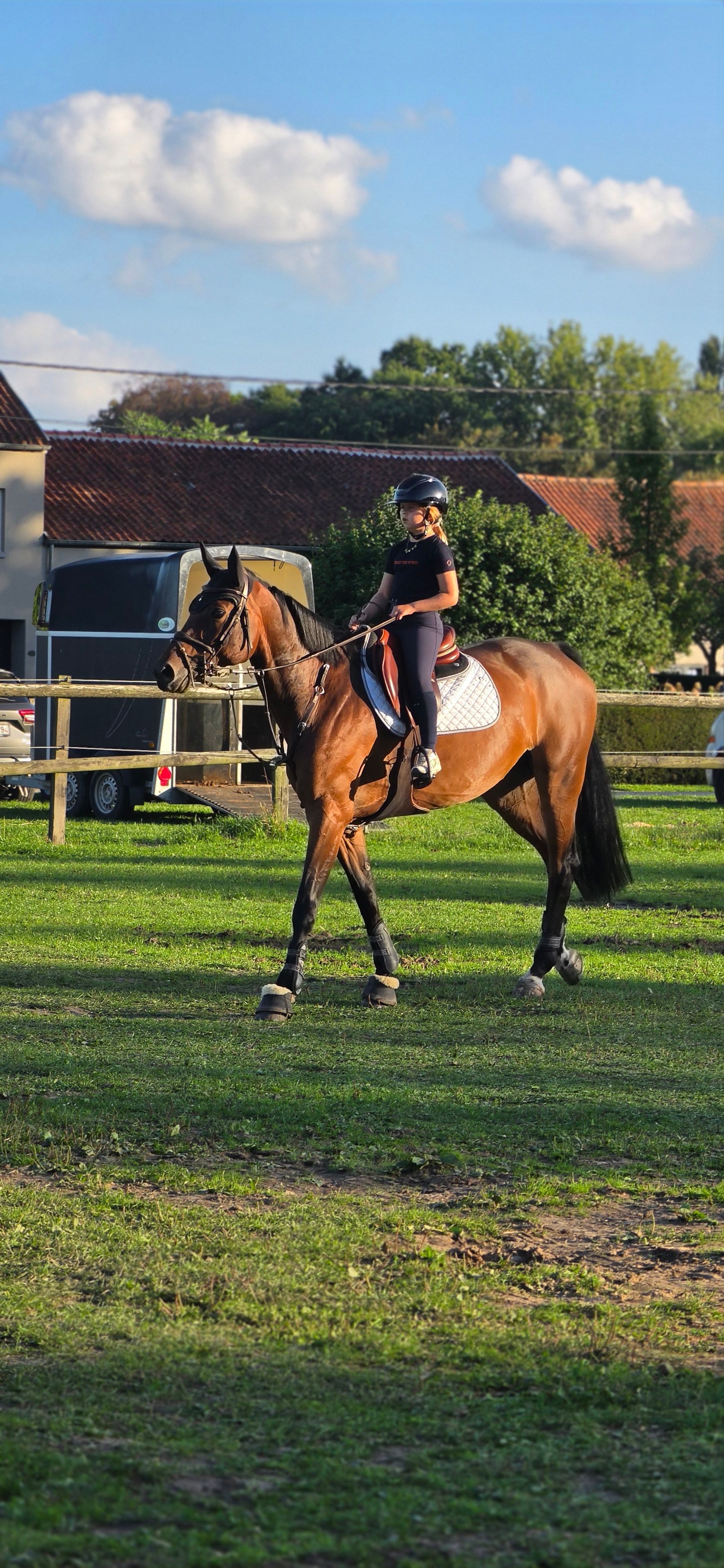 bwp springpaard merrie 8 jaar donkerbruin te koop - Foto 3