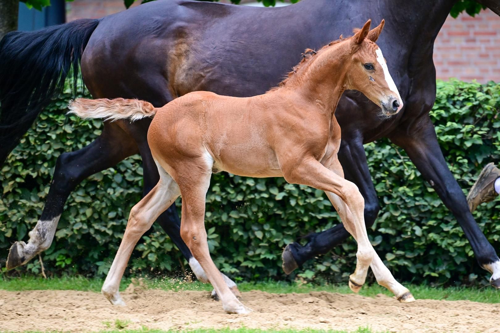 kwpn springpaard hengst 0 jaar vos te koop - Foto 3