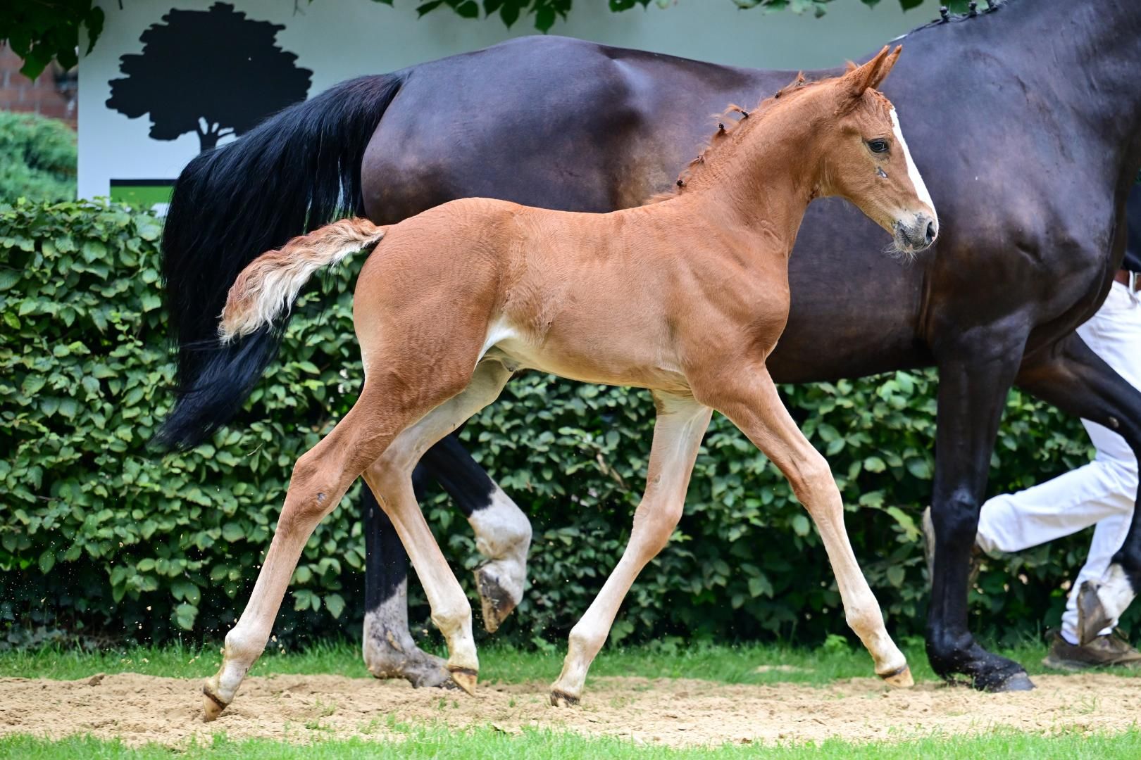 kwpn springpaard hengst 0 jaar vos te koop - Foto 2