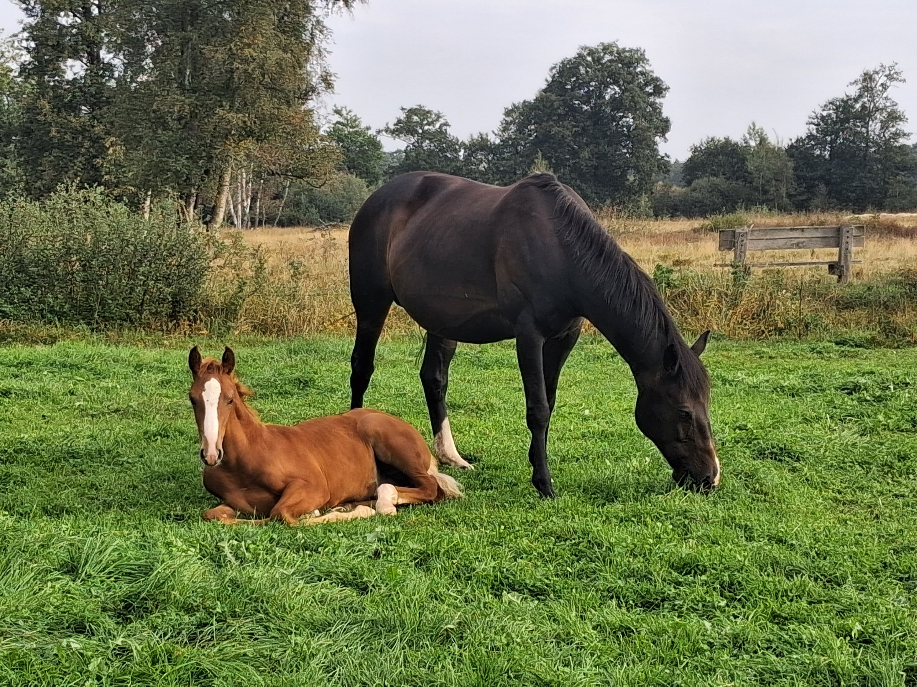 kwpn springpaard hengst 0 jaar vos te koop - Foto 4