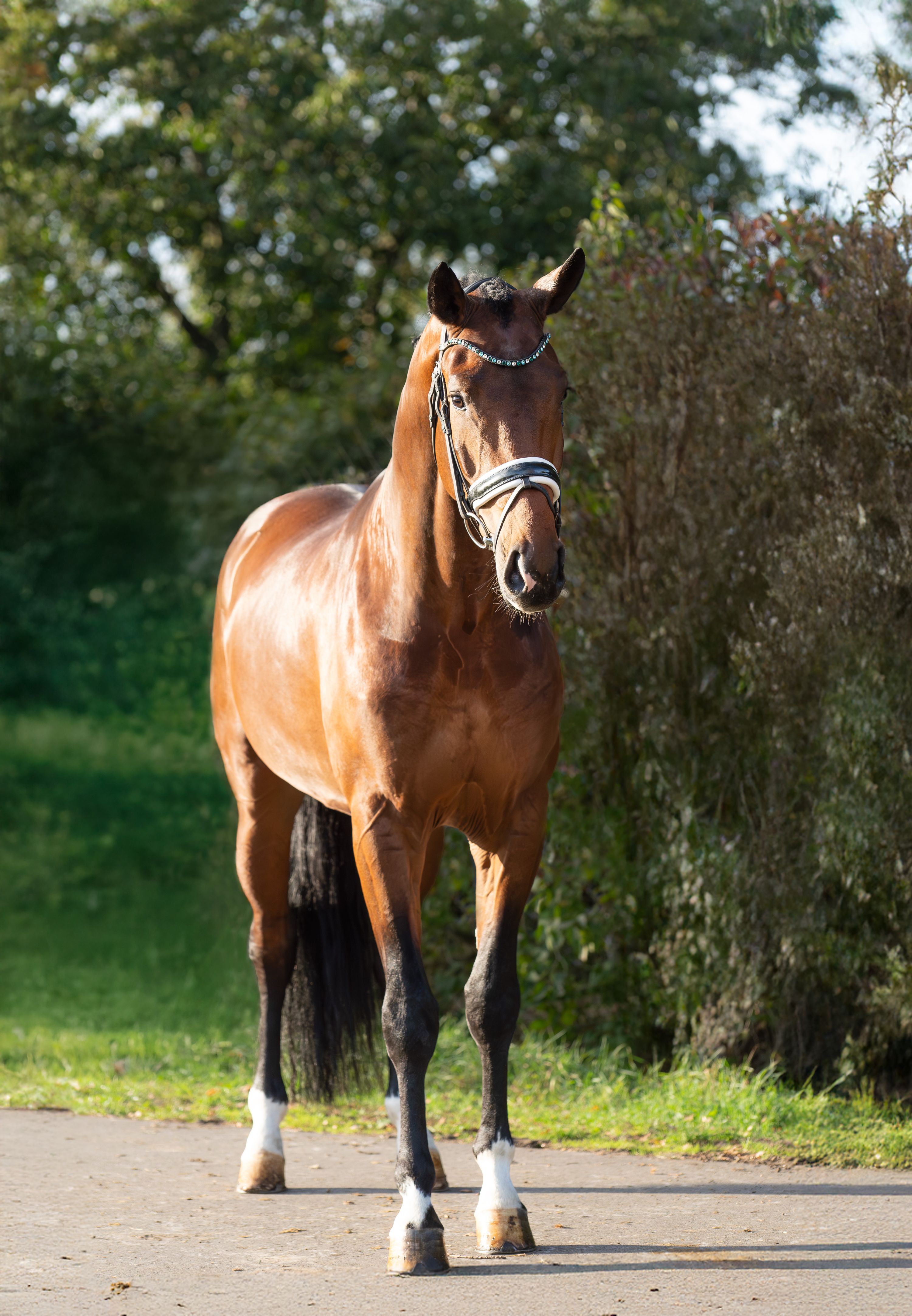 kwpn dressuurpaard hengst 4 years old bruin for sale - Photo 2
