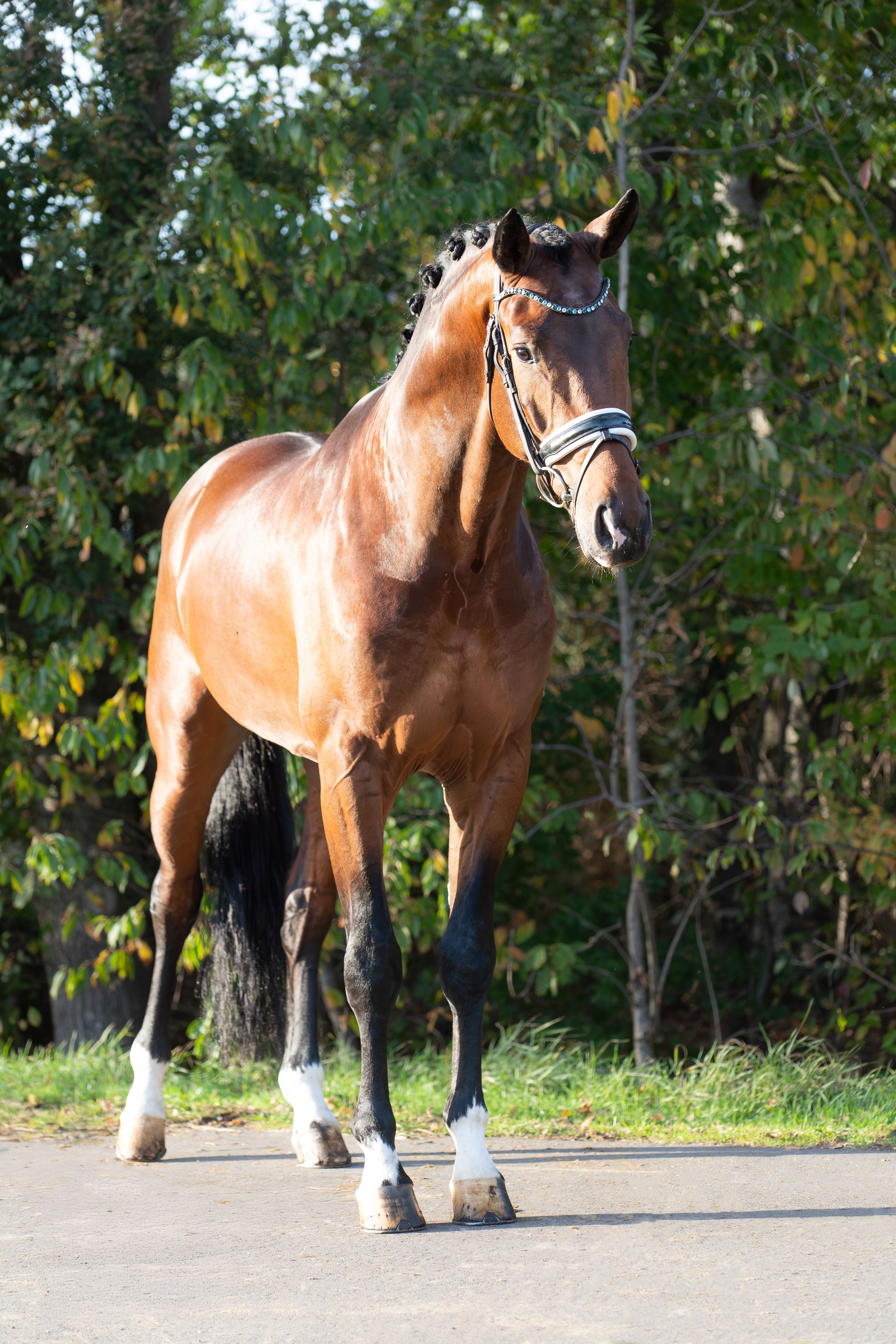 Talented stallion with great aptitude for the higher work