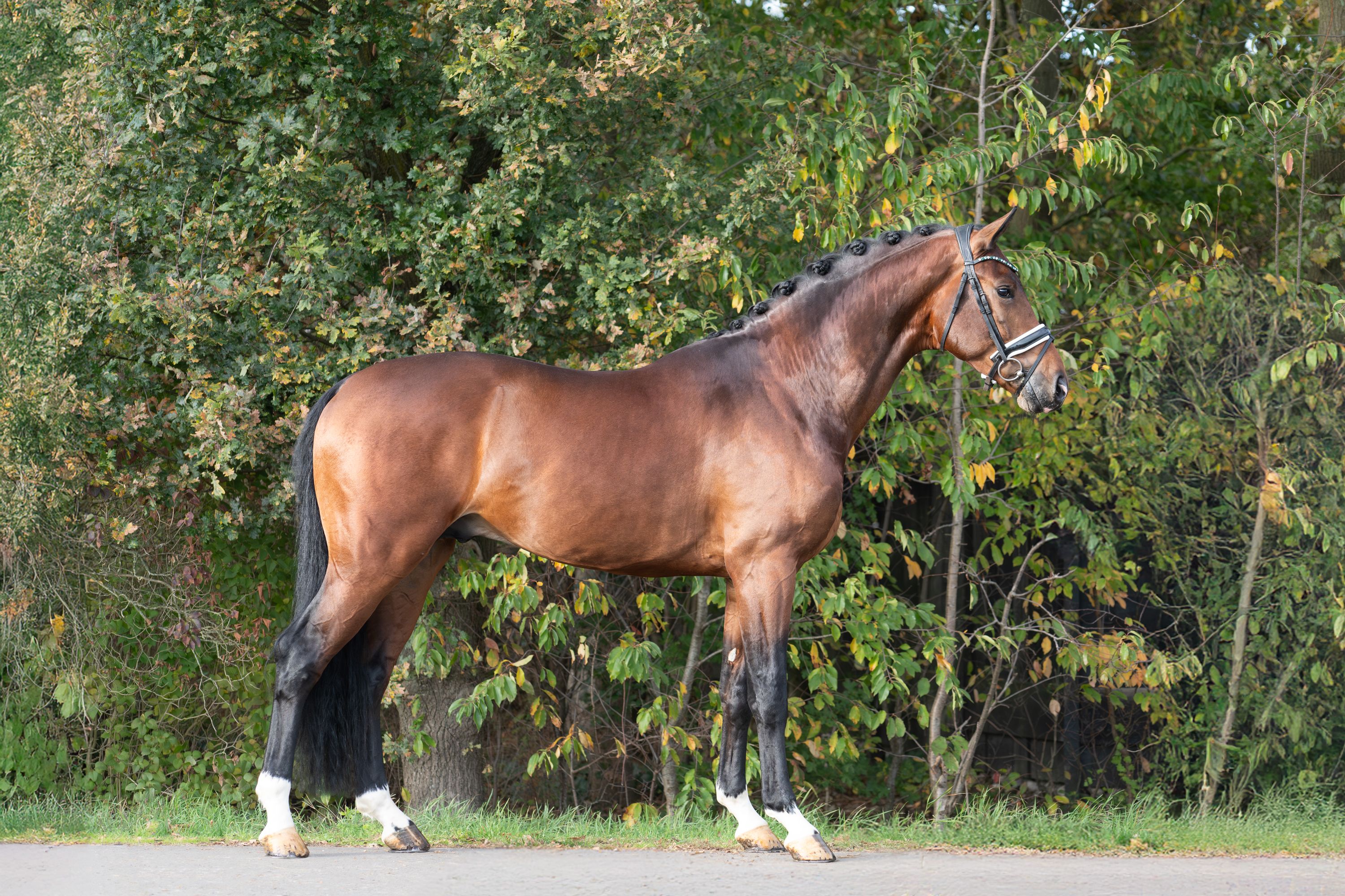 kwpn dressuurpaard hengst 4 years old bruin for sale - Photo 3