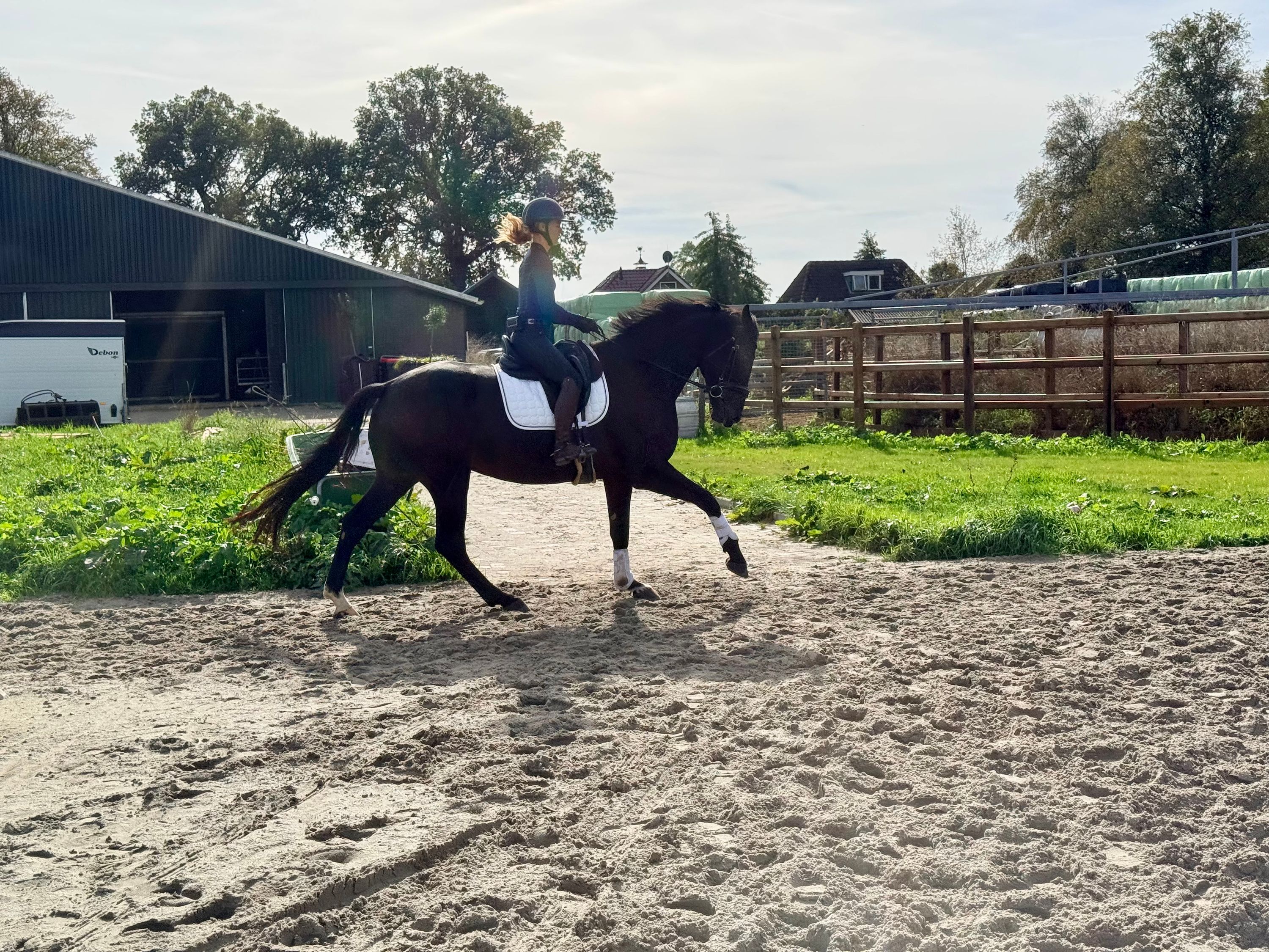 kwpn dressuurpaard ruin 4 år donkerbruin till salu - Foto 2