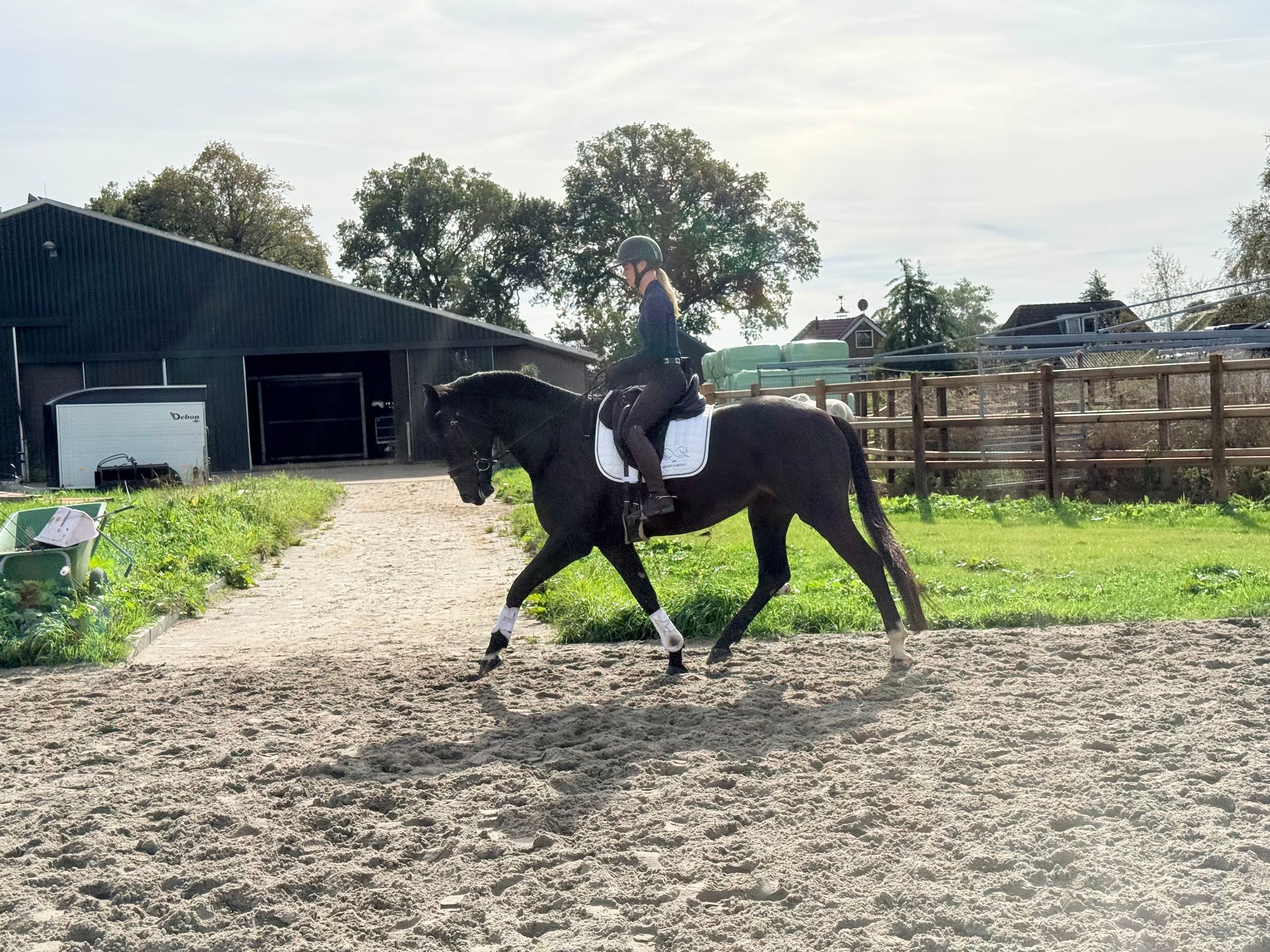 kwpn dressuurpaard ruin 4 år donkerbruin till salu - Foto 3