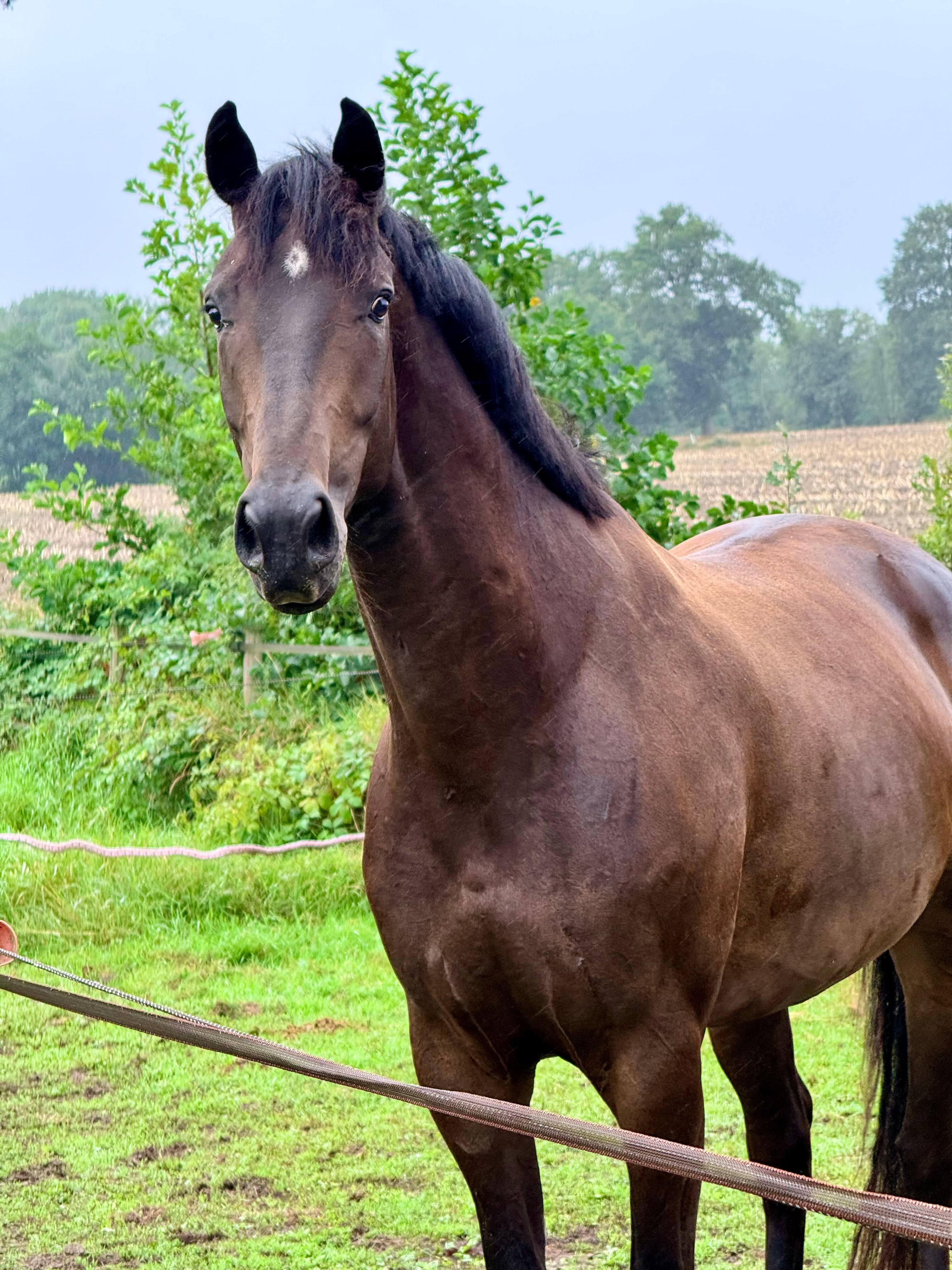 kwpn dressuurpaard ruin 4 år donkerbruin till salu - Foto 4