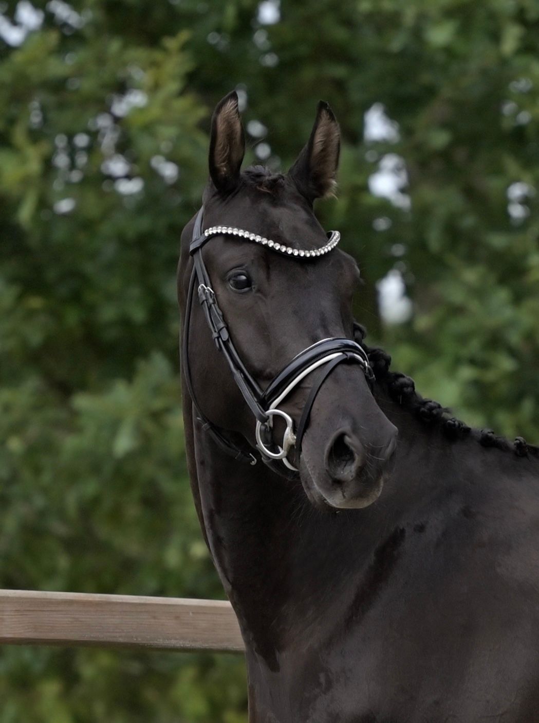 kwpn dressuurpaard ruin 4 år zwart till salu - Foto 2