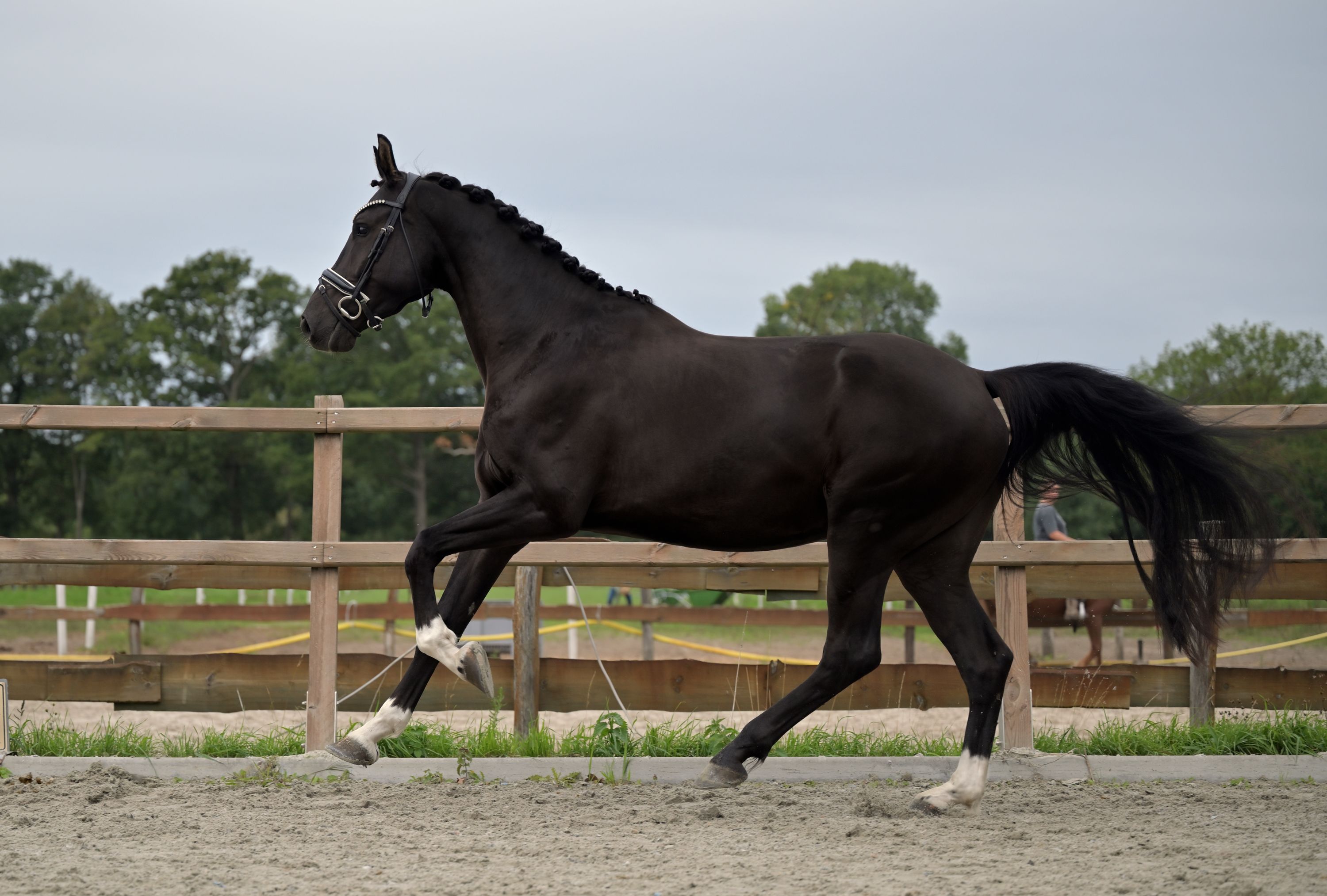 kwpn dressuurpaard ruin 4 år zwart till salu - Foto 3