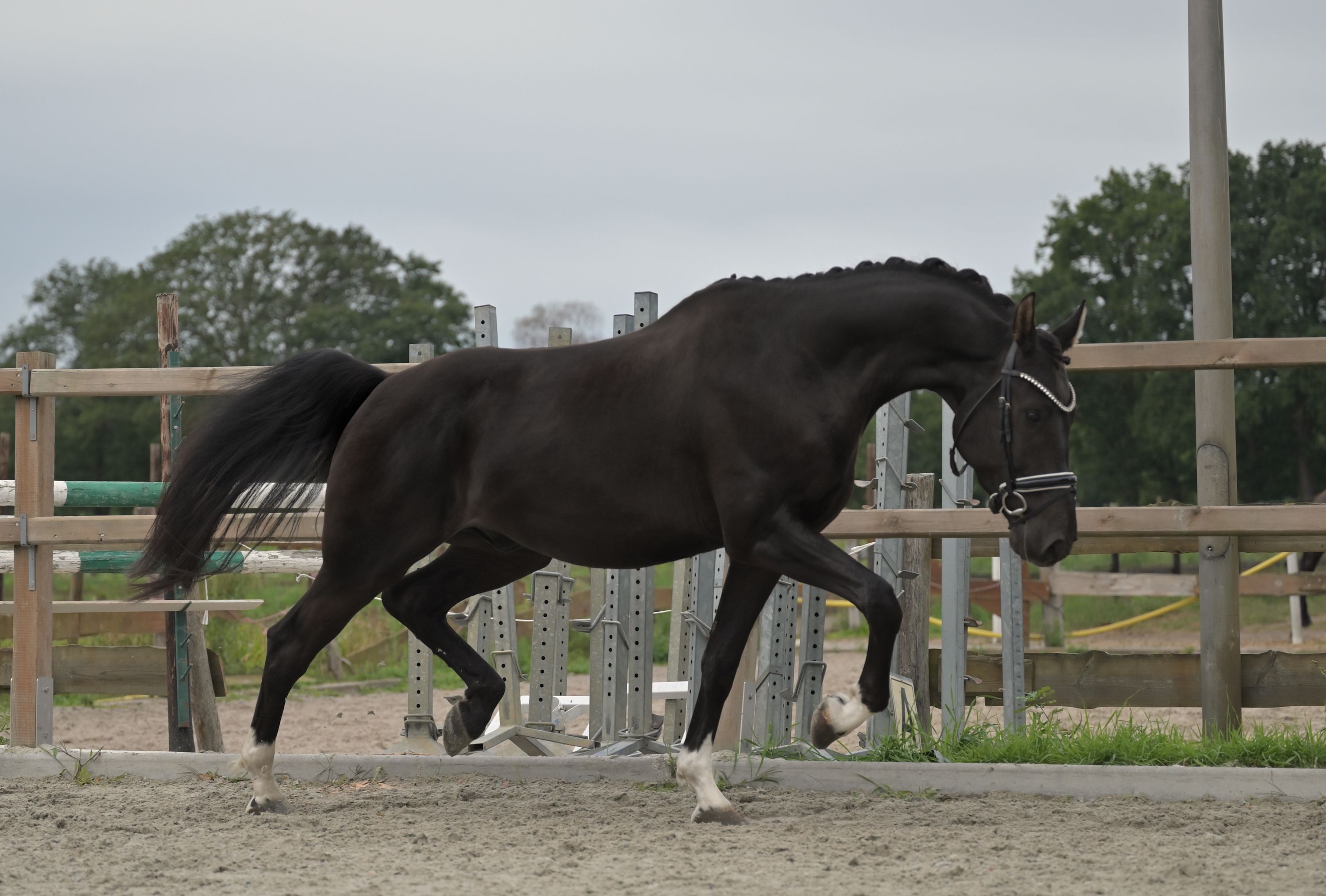 kwpn dressuurpaard ruin 4 år zwart till salu - Foto 4