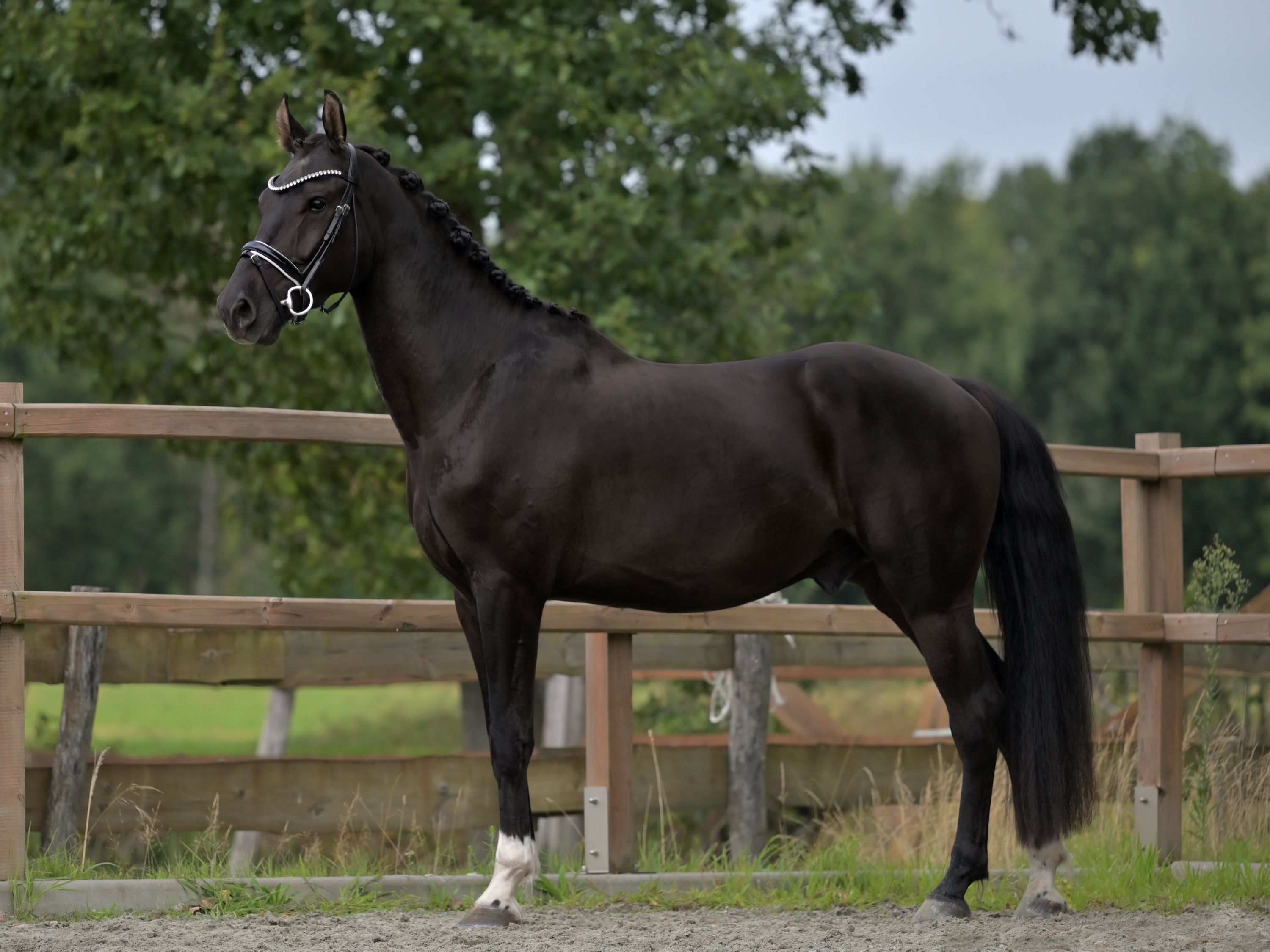 kwpn dressuurpaard ruin 4 år zwart till salu - Foto 5