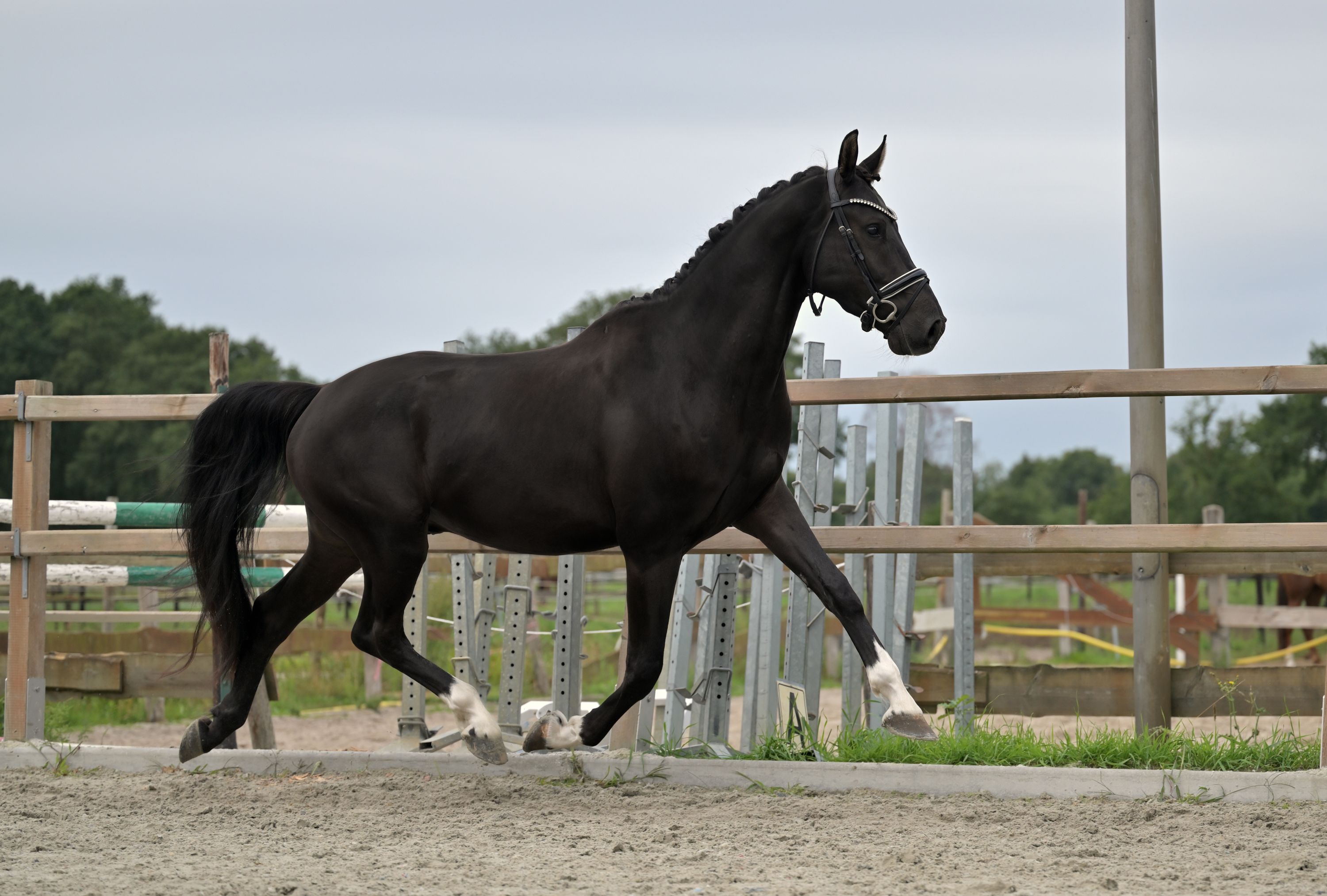 kwpn dressuurpaard ruin 4 år zwart till salu - Foto 6