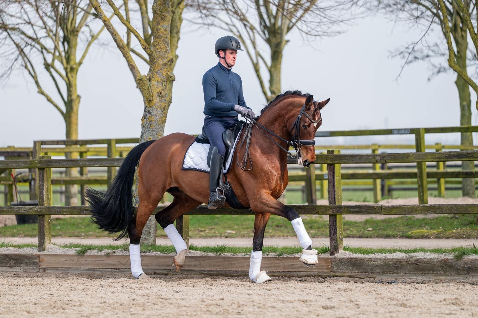 kwpn dressuurpaard merrie 15 ani bruin de vânzare - Foto 2