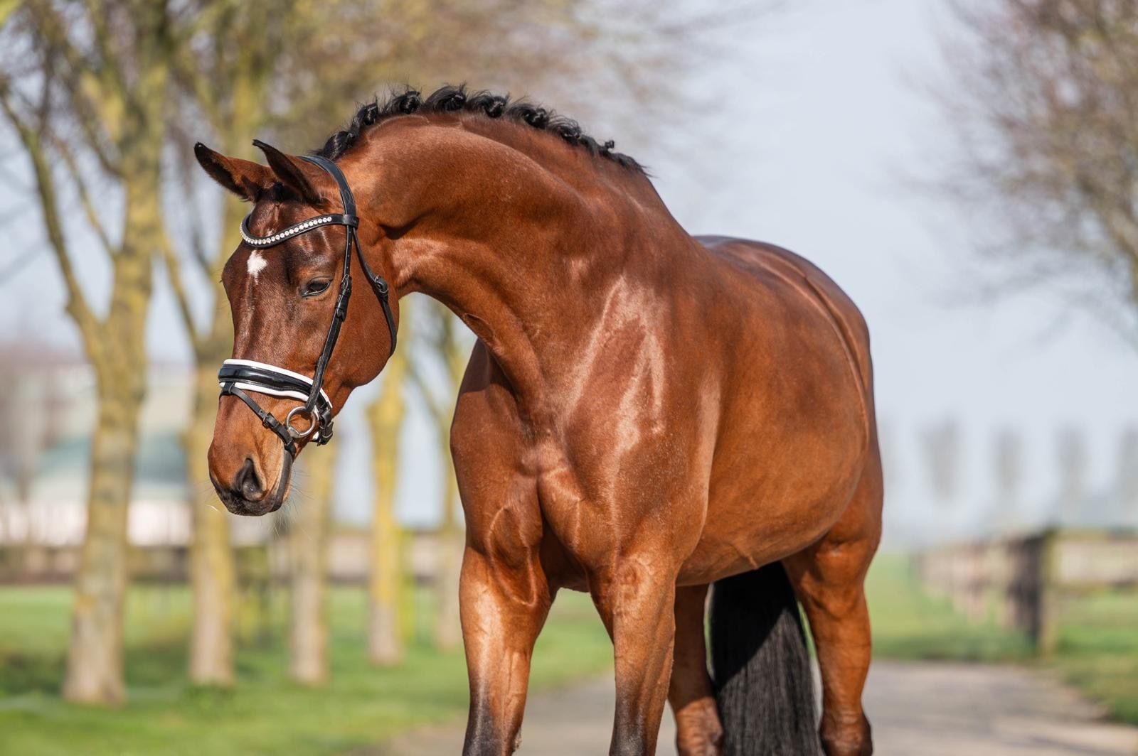 kwpn dressuurpaard merrie 15 ani bruin de vânzare - Foto 5