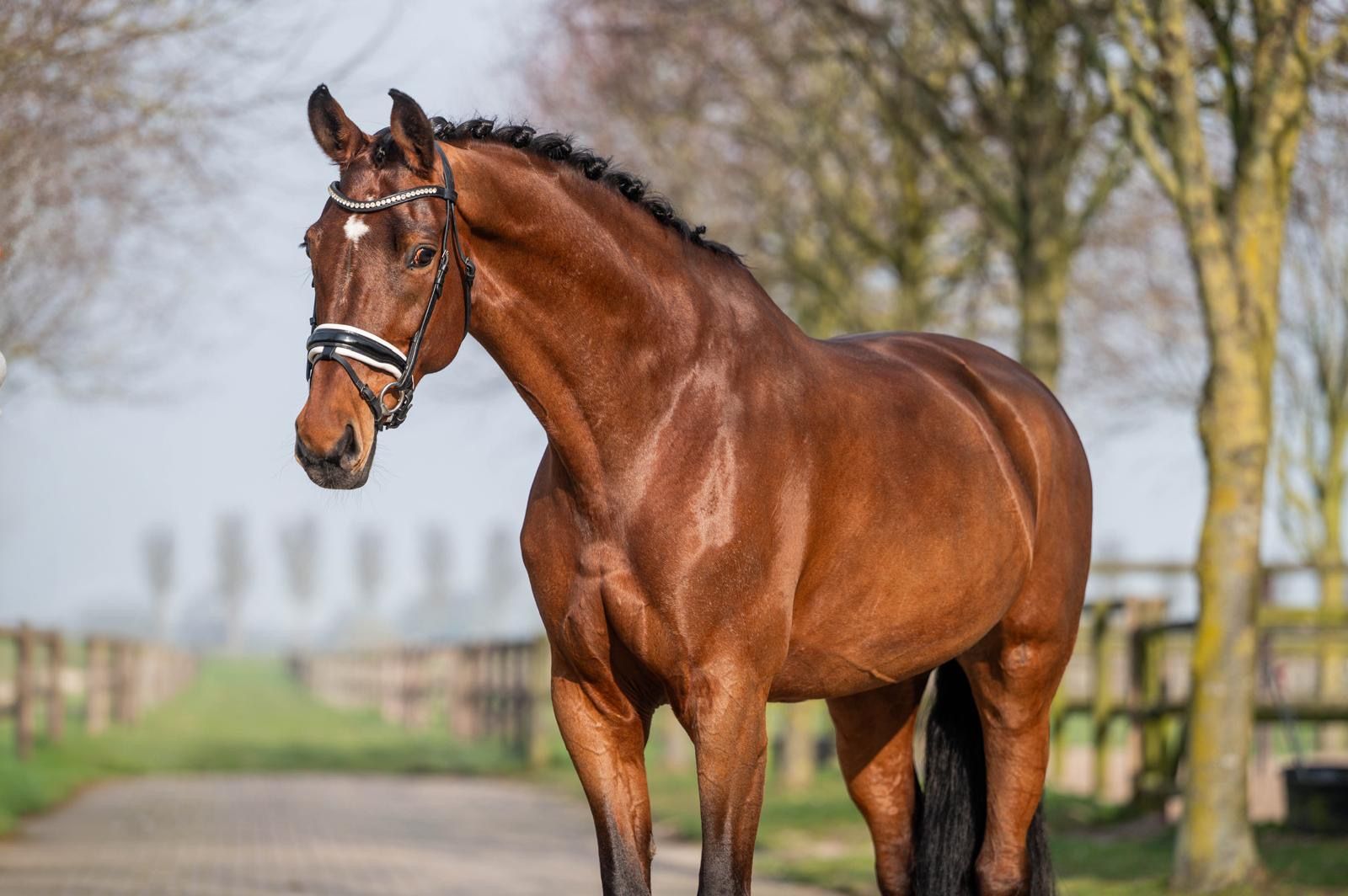 kwpn dressuurpaard merrie 15 ani bruin de vânzare - Foto 4