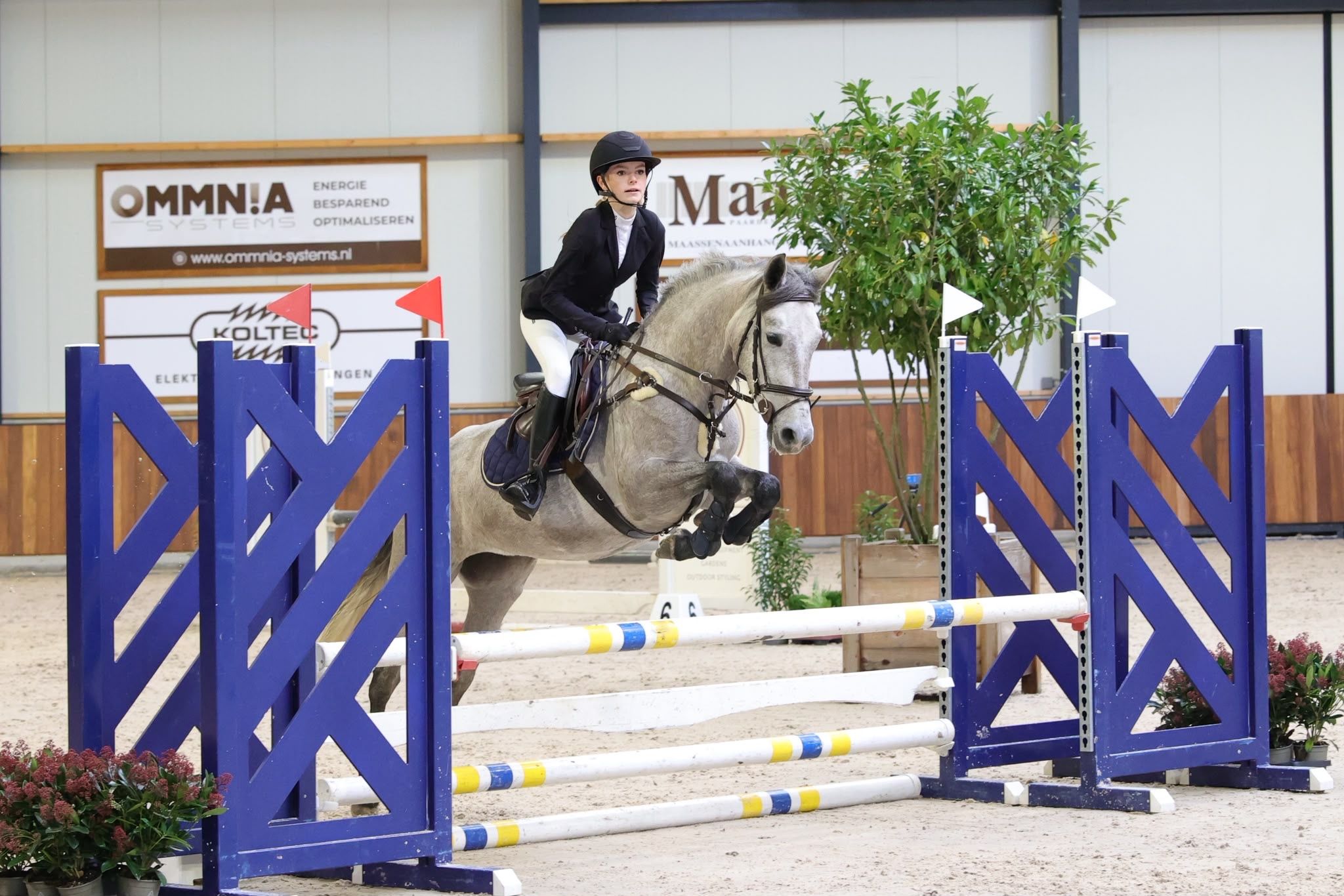 springpony merrie 7 år schimmel till salu - Foto 3