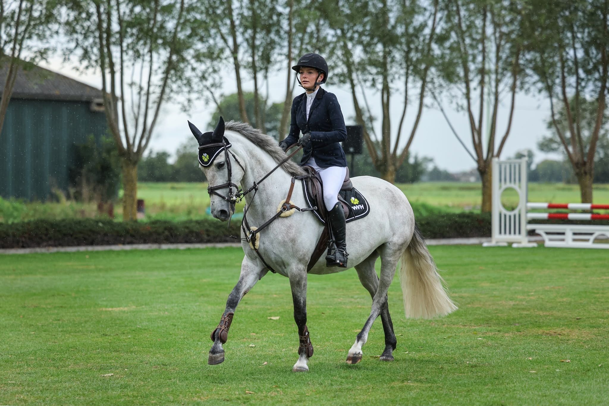 springpony merrie 7 år schimmel till salu - Foto 5
