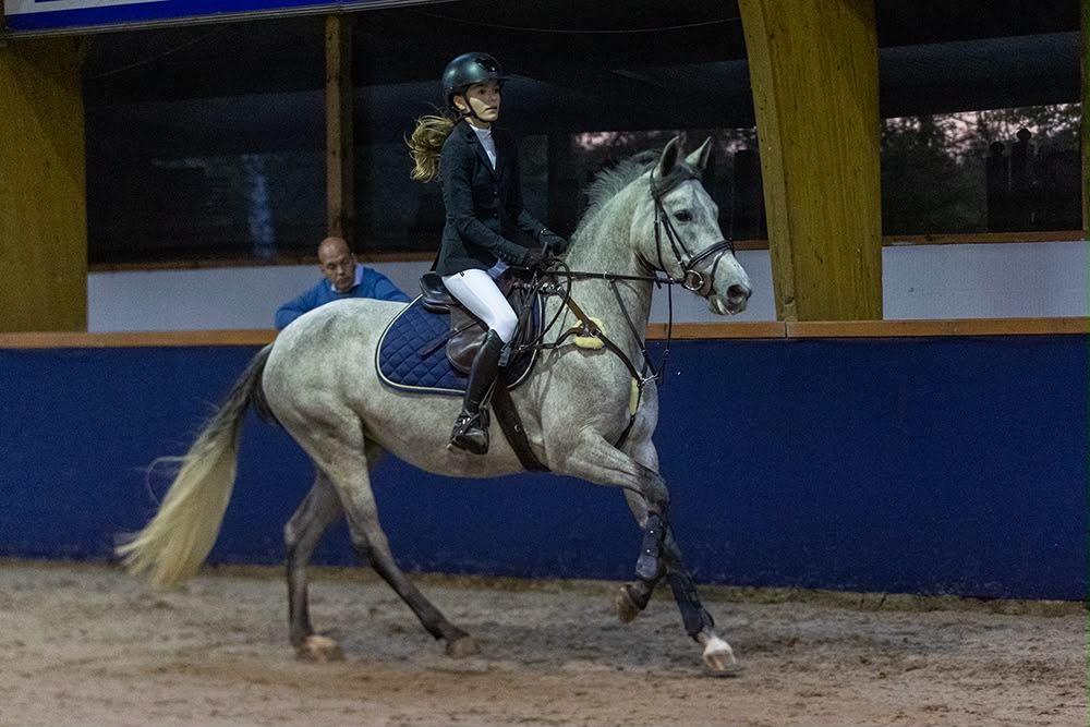 springpony merrie 7 år schimmel till salu - Foto 4