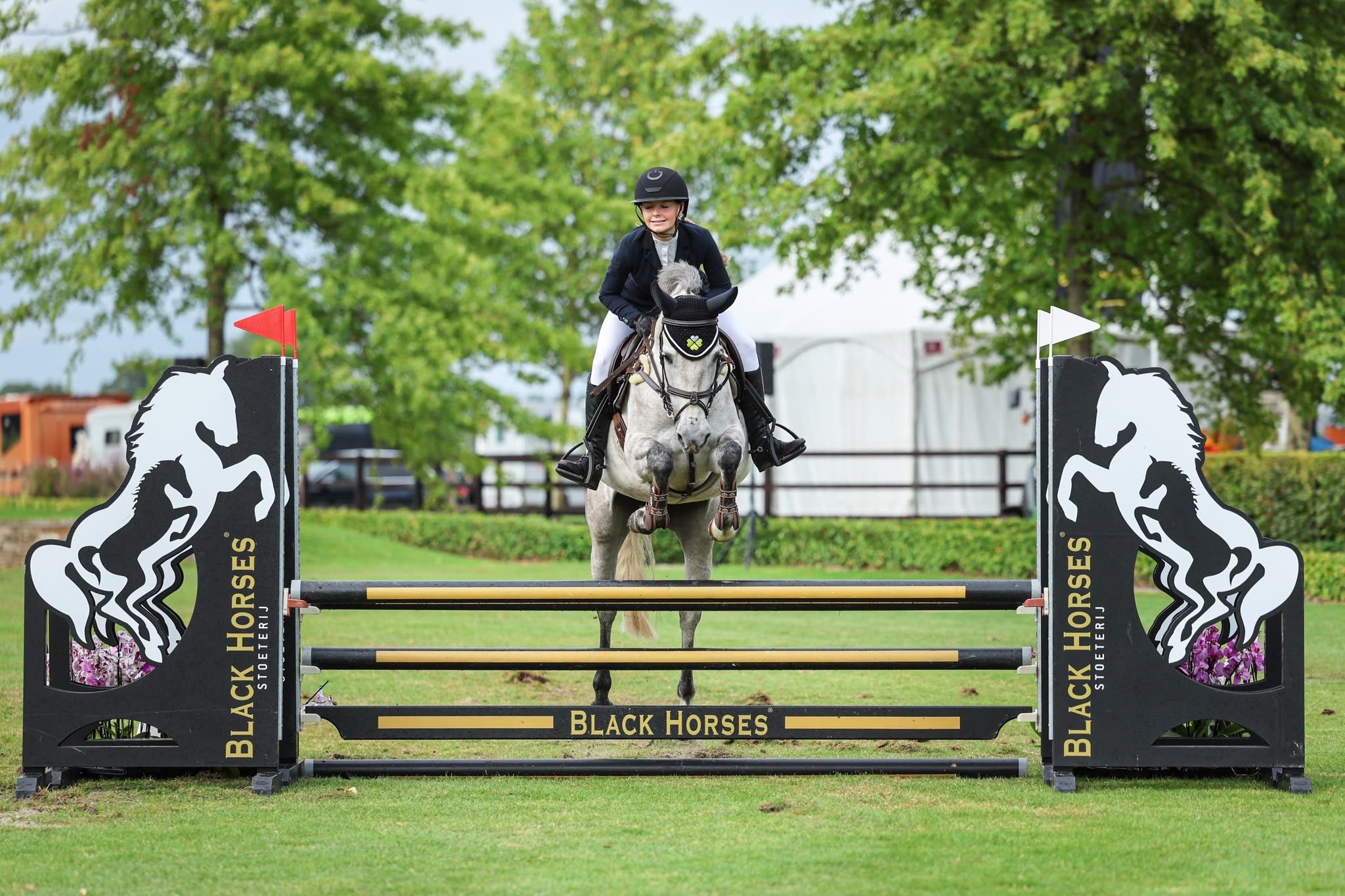 springpony merrie 7 år schimmel till salu - Foto 2