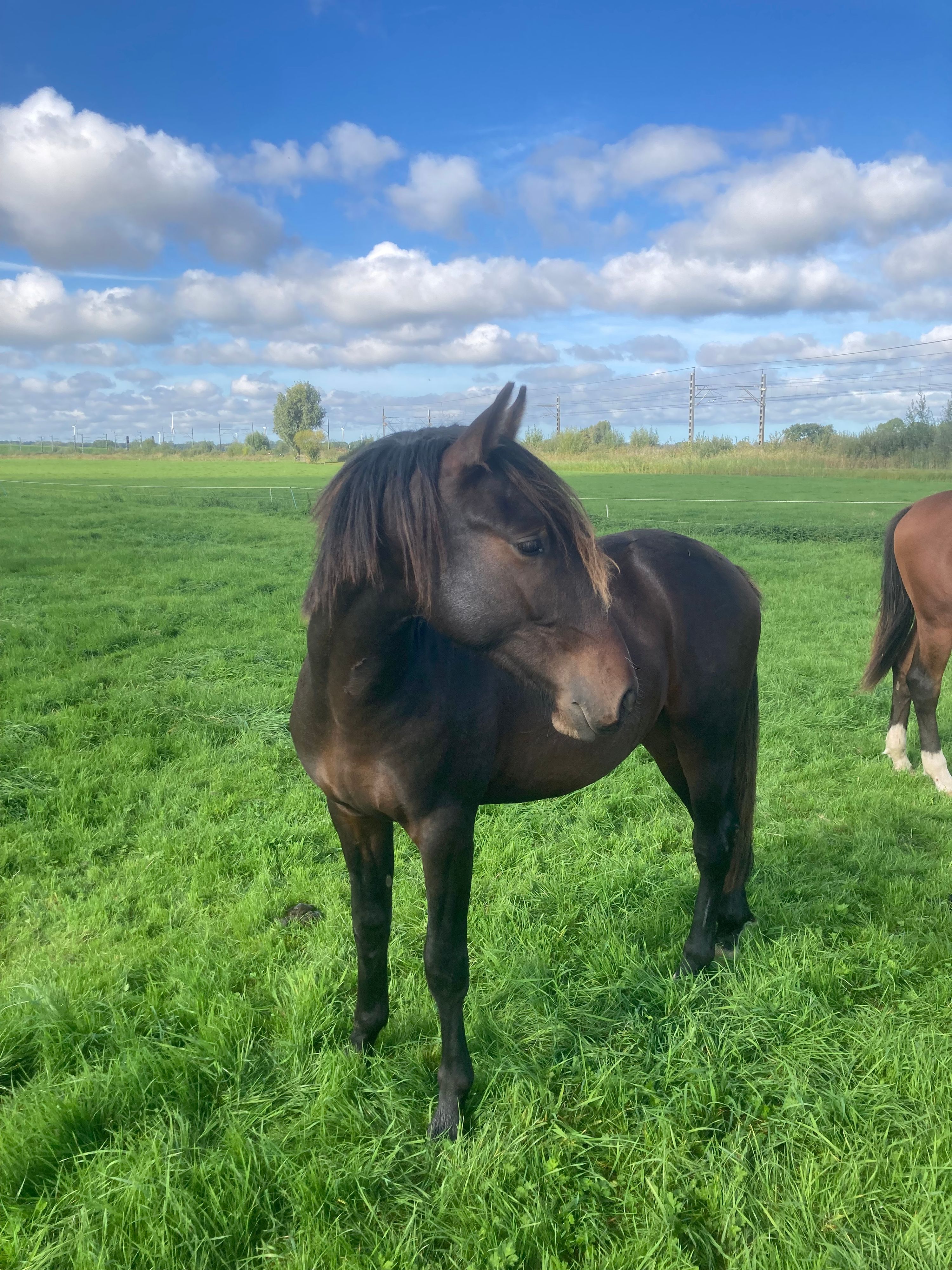 Cruzado hingst