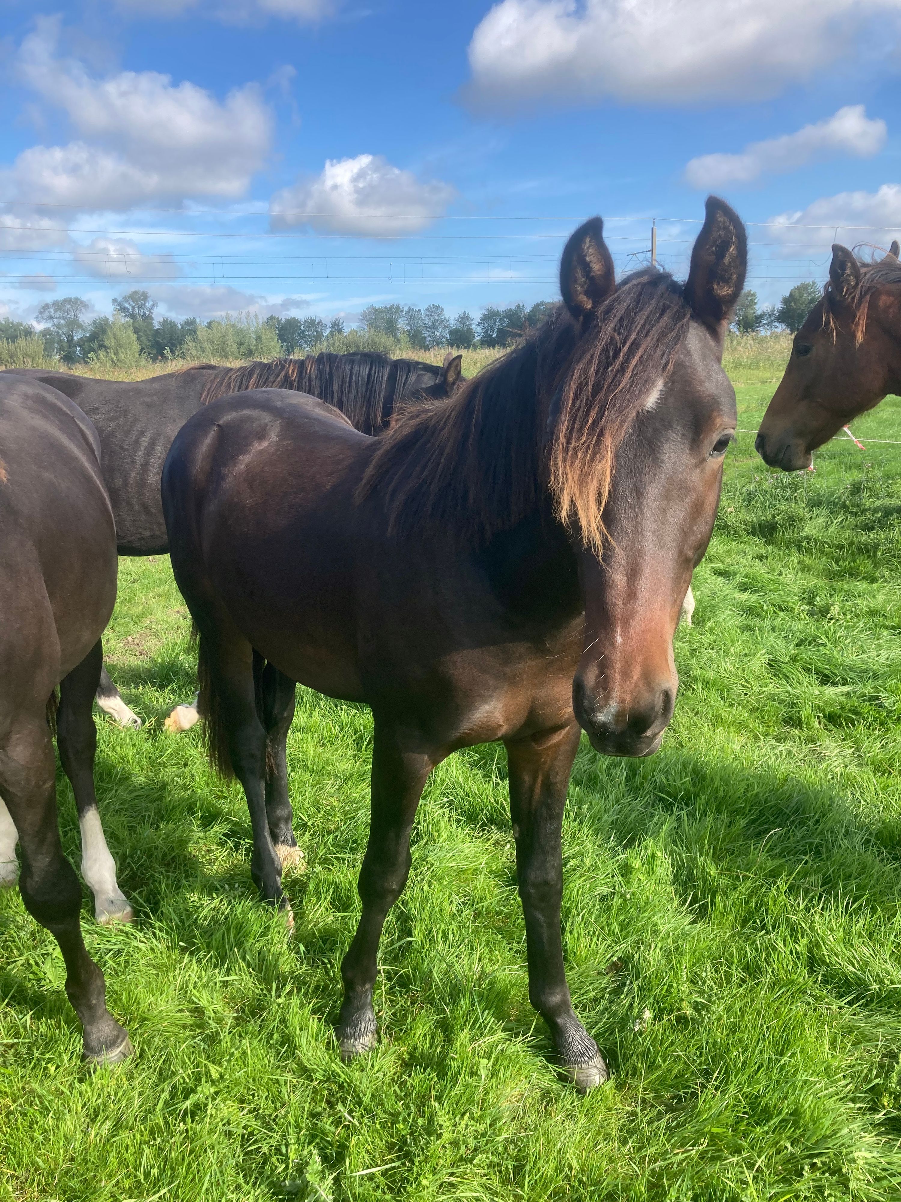 ander recreatie-paard hengst 1 år donkerbruin til salgs - Foto 4