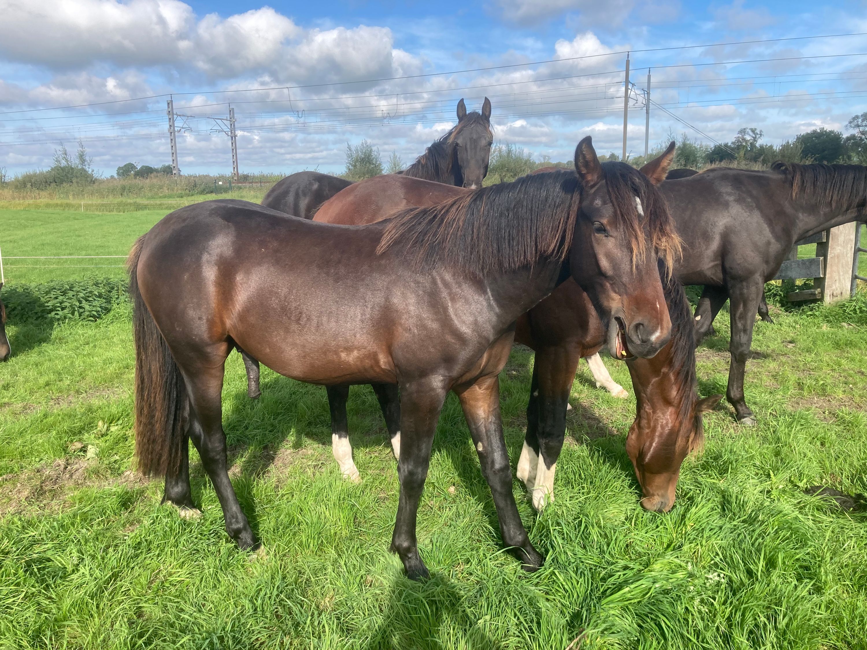 ander recreatie-paard hengst 1 år donkerbruin til salgs - Foto 5