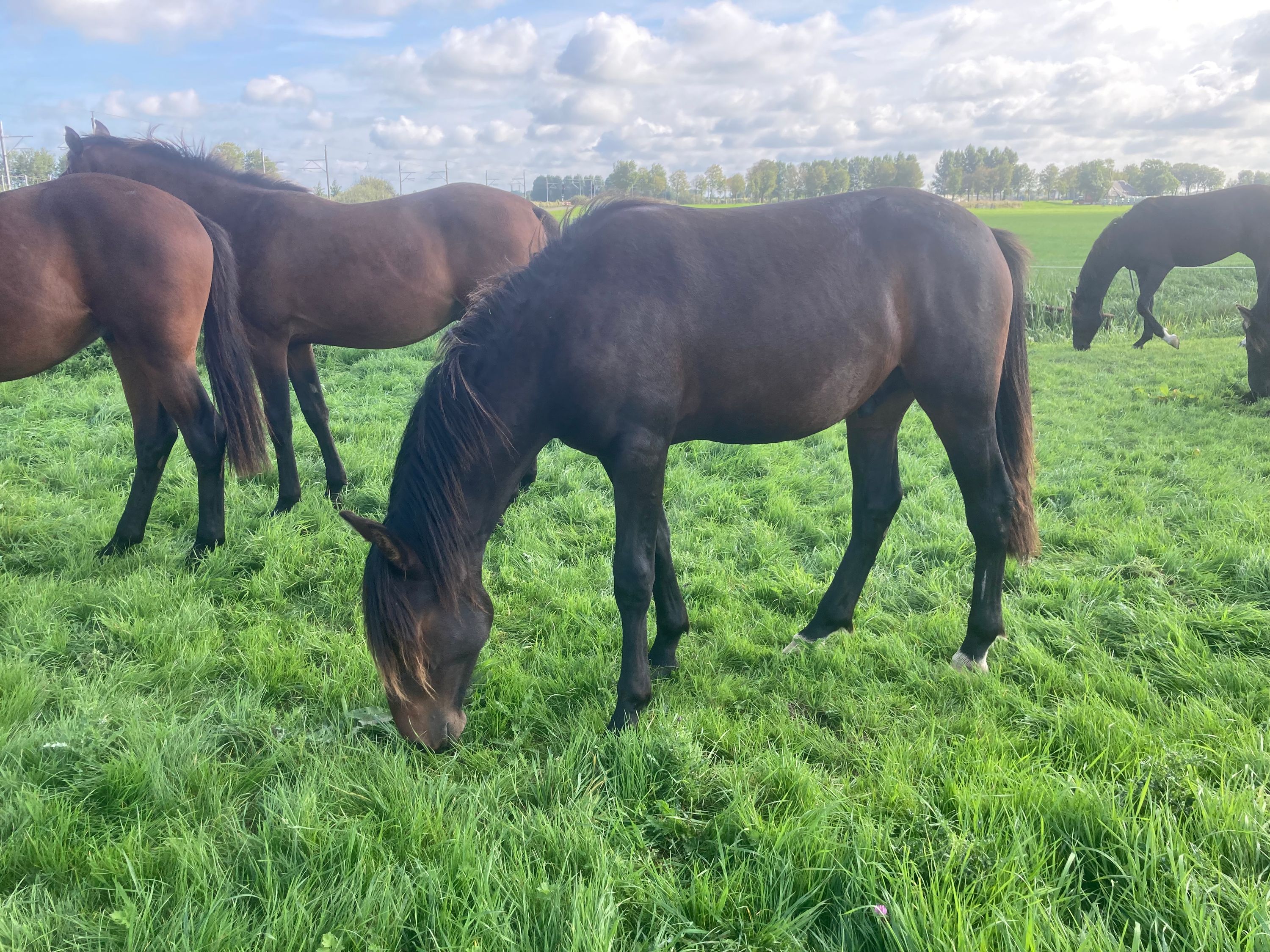ander recreatie-paard hengst 1 år donkerbruin til salgs - Foto 2