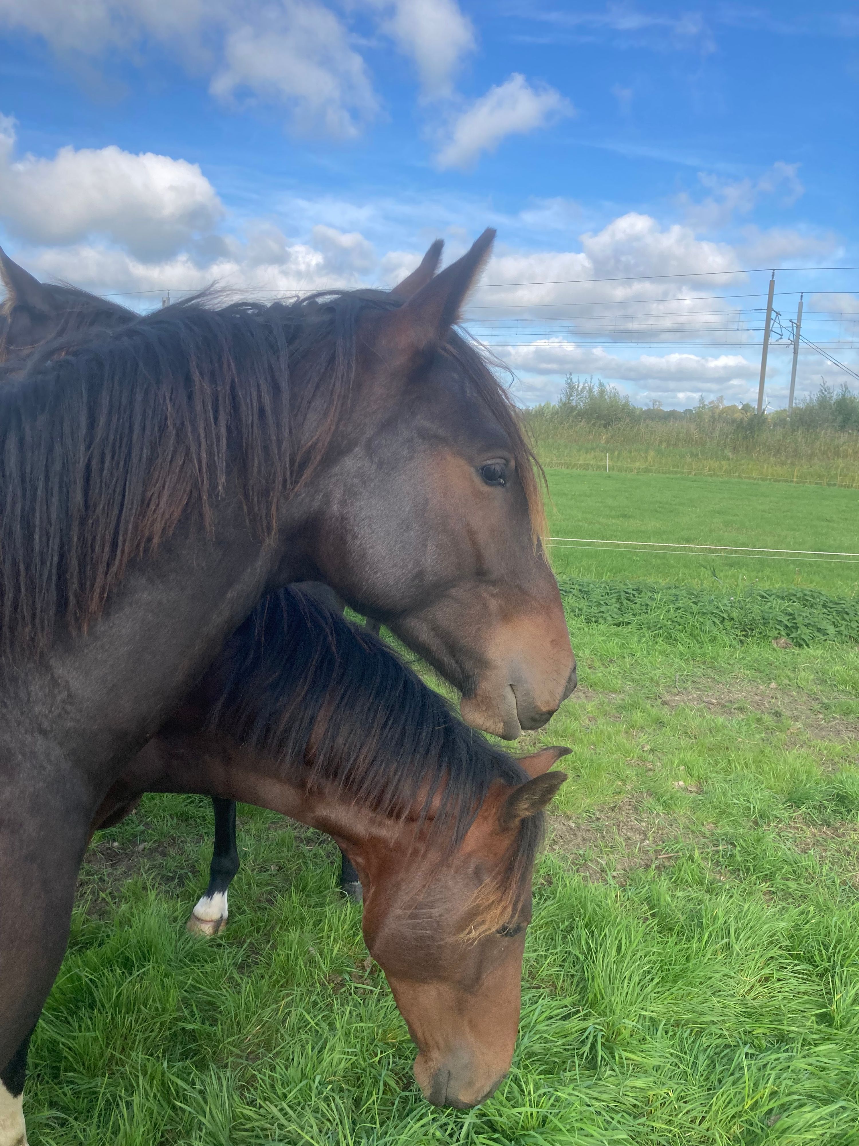 ander recreatie-paard hengst 1 år donkerbruin til salgs - Foto 3