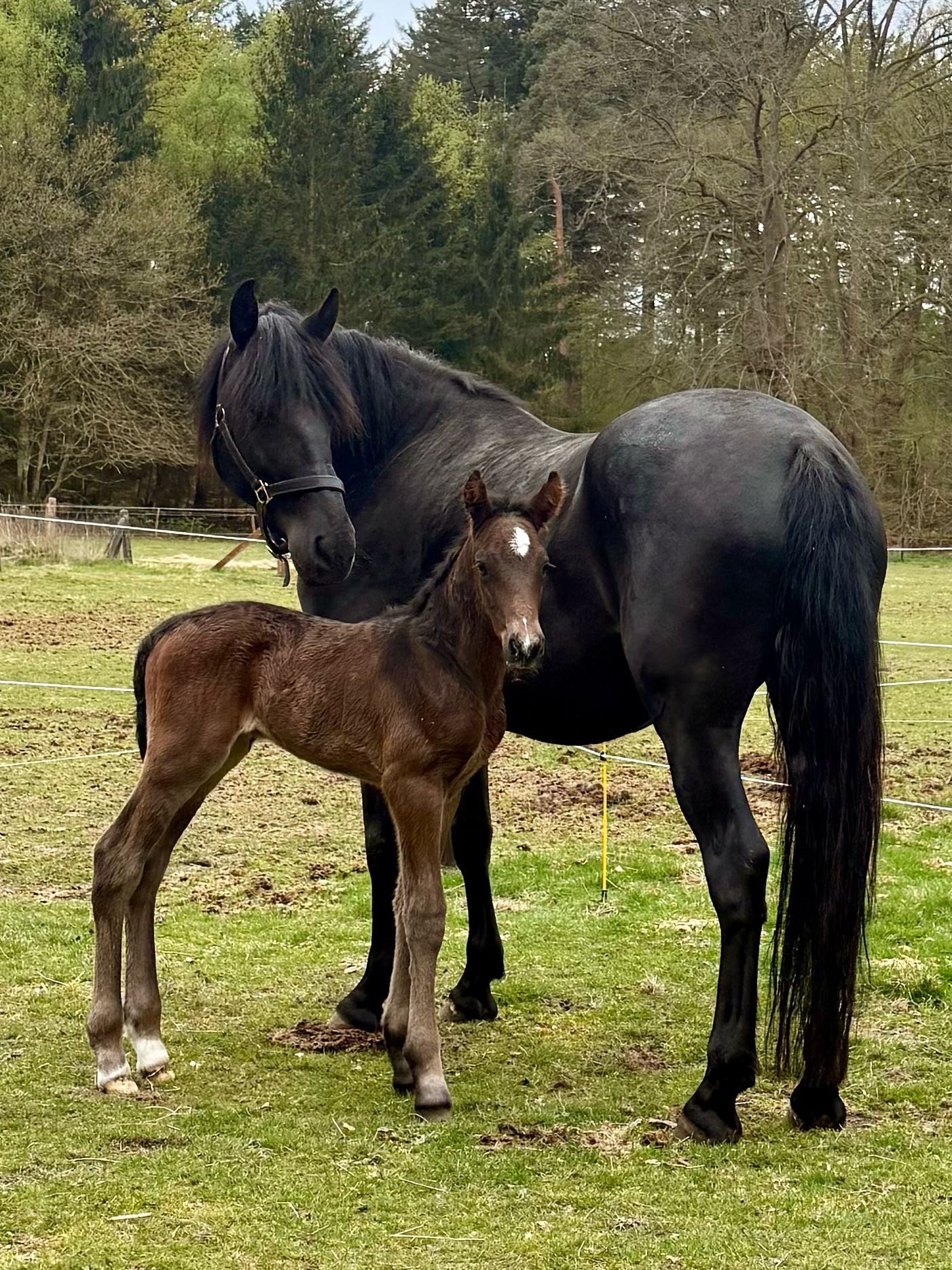 ander recreatie-paard hengst 1 år donkerbruin til salgs - Foto 6