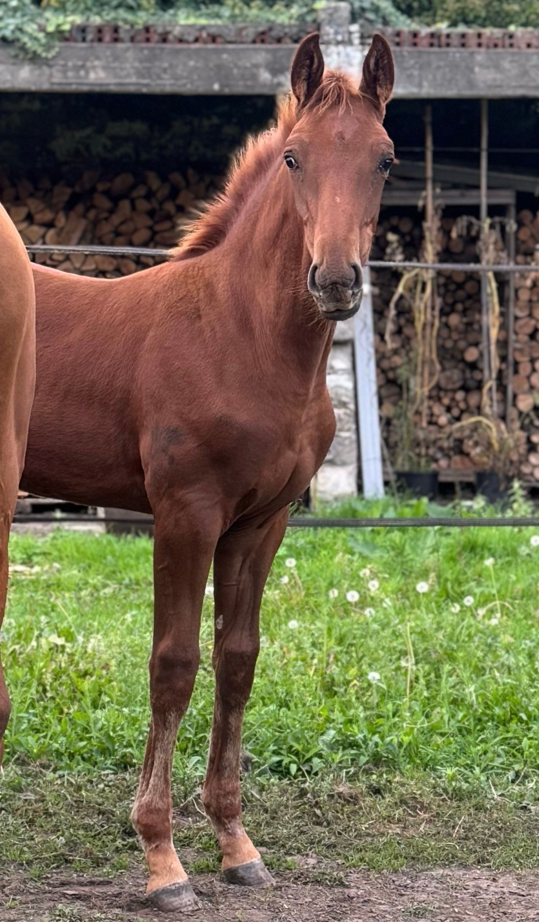 Potro macho desportivo da linhagem de Toulon