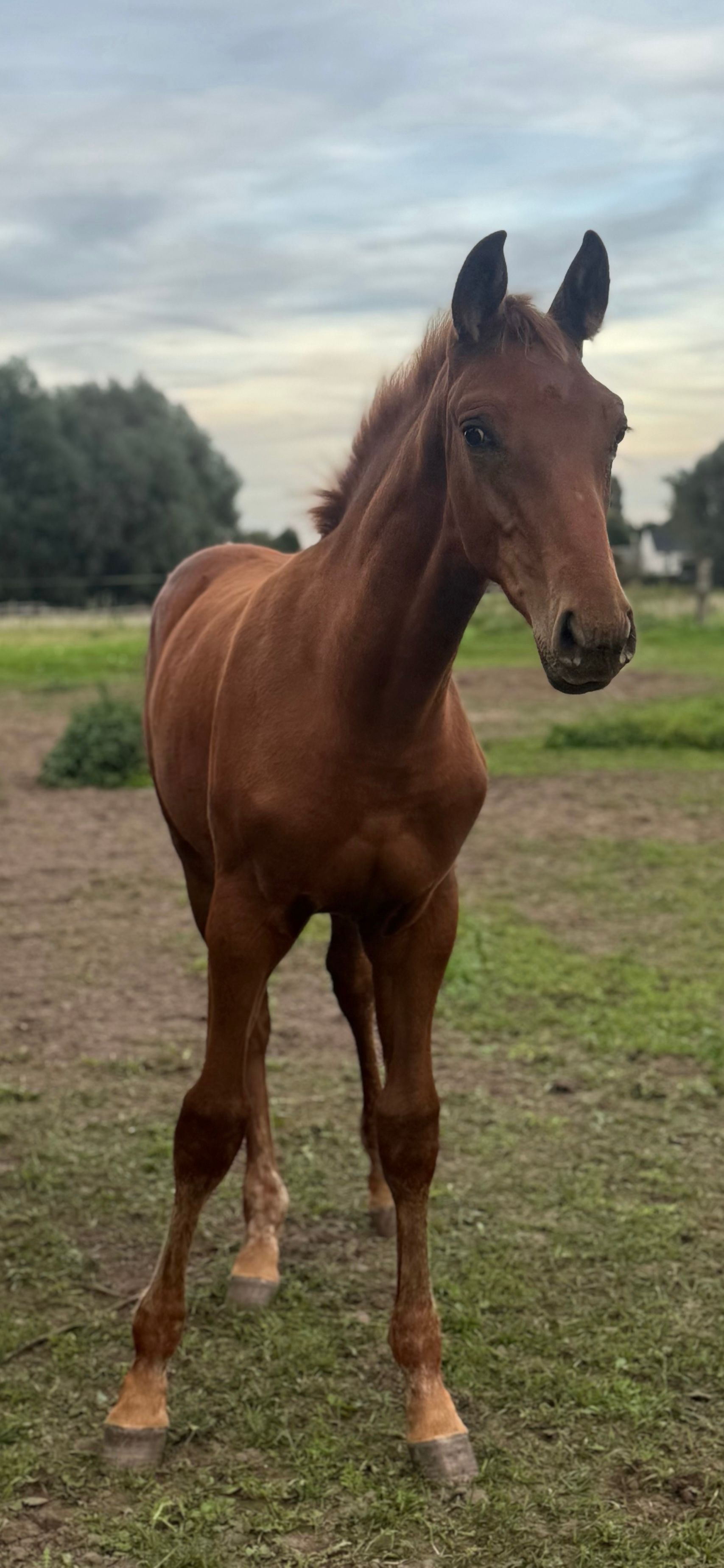 zangersheide springpaard hengst 0 år vos til salg - Foto 2