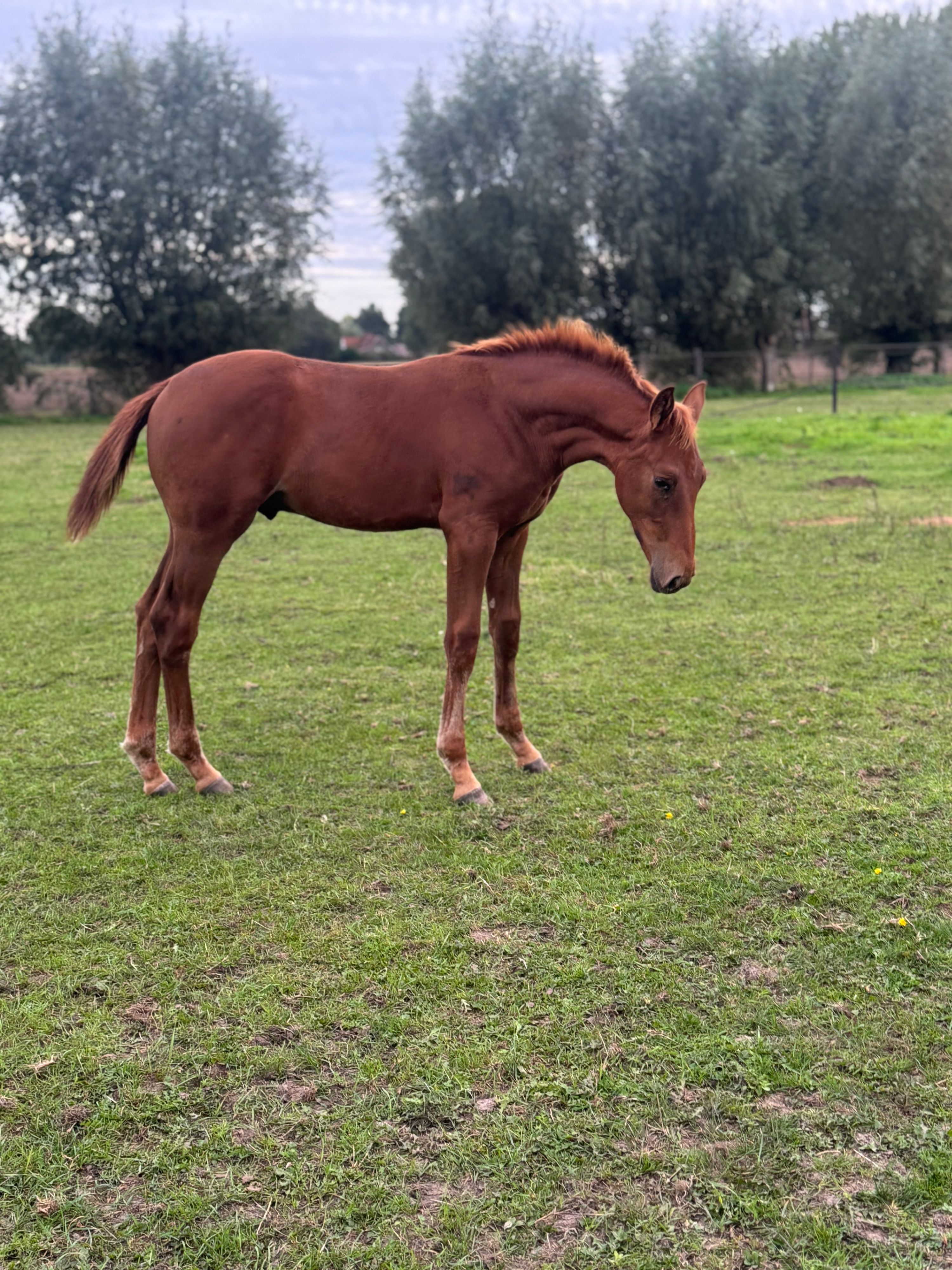 zangersheide springpaard hengst 0 år vos til salg - Foto 3