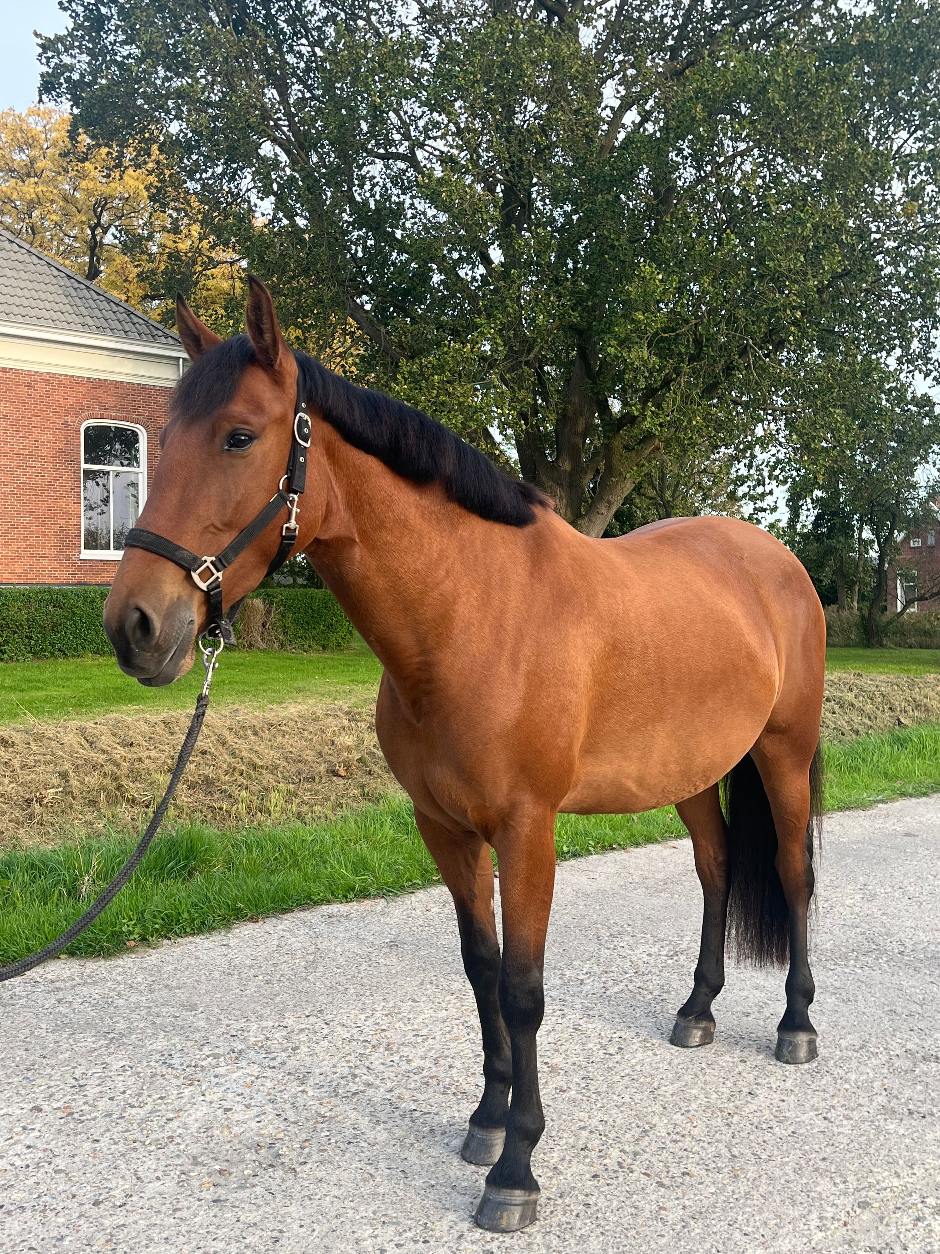 dressuurpaard merrie 4 años bruin en venta - Foto 2