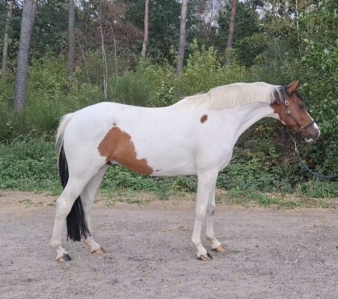 Chique 9 jarige pinto ruin * recreatief gereden *