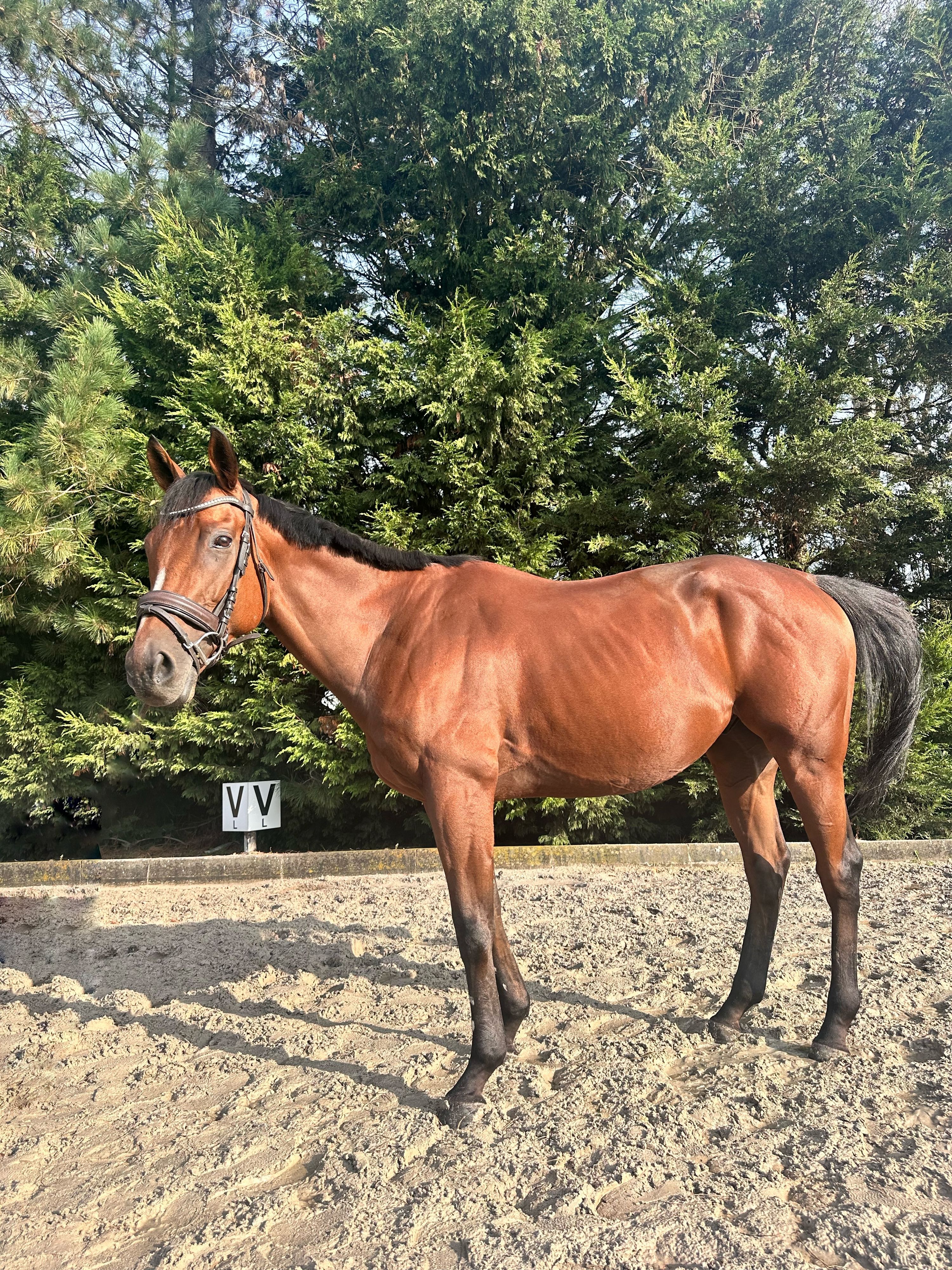 Marbush – castrone di 4 anni