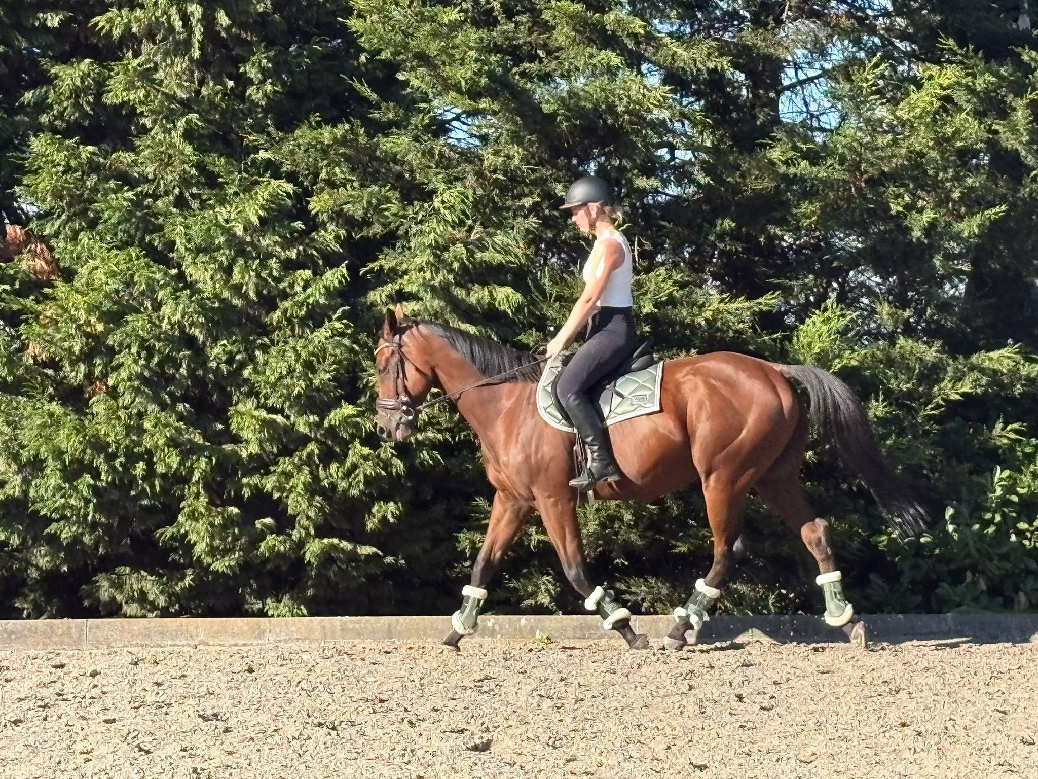 volbloed allrounder ruin 4 anni donkerbruin in vendita - Foto 4