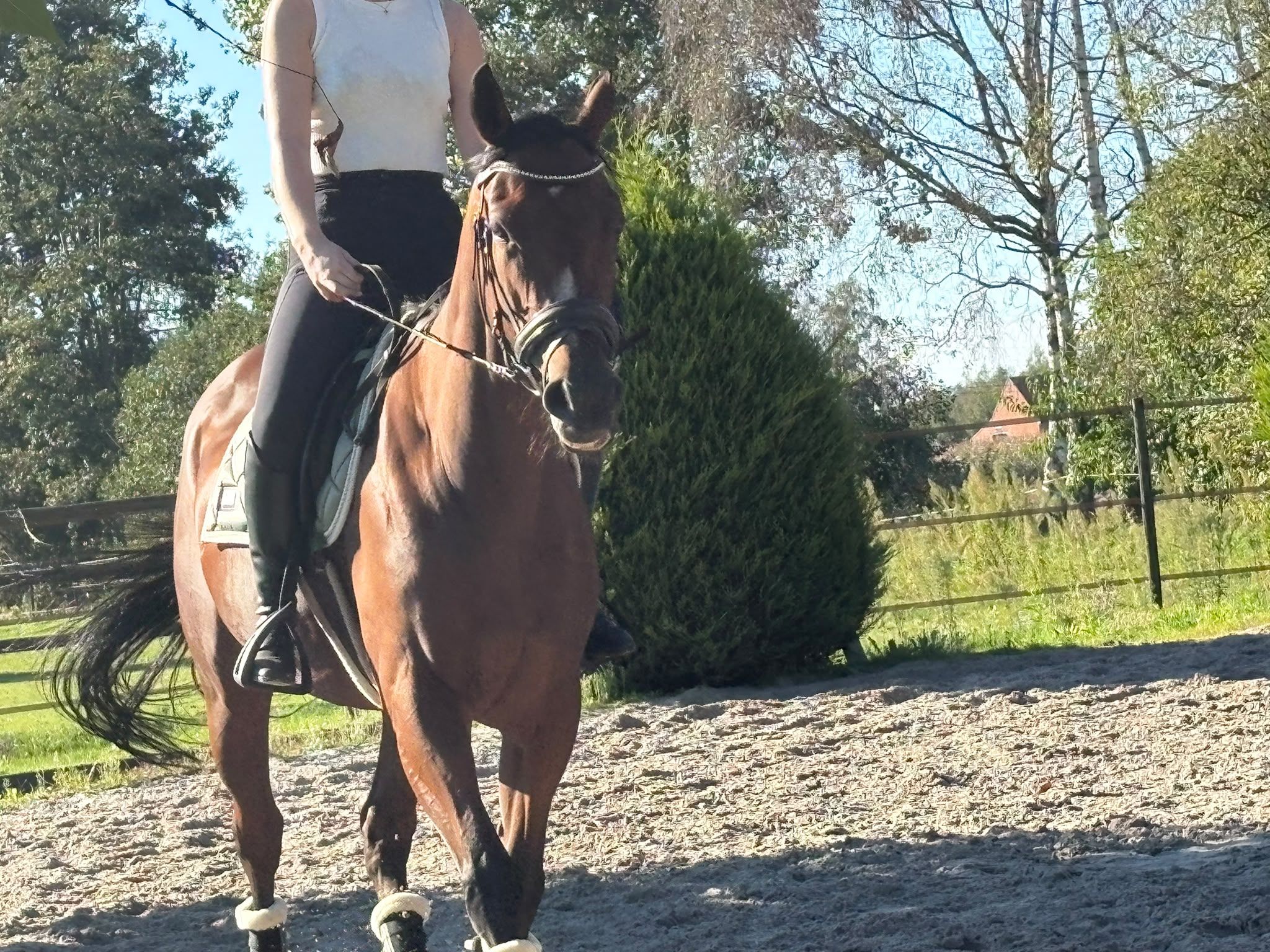 volbloed allrounder ruin 4 anni donkerbruin in vendita - Foto 5