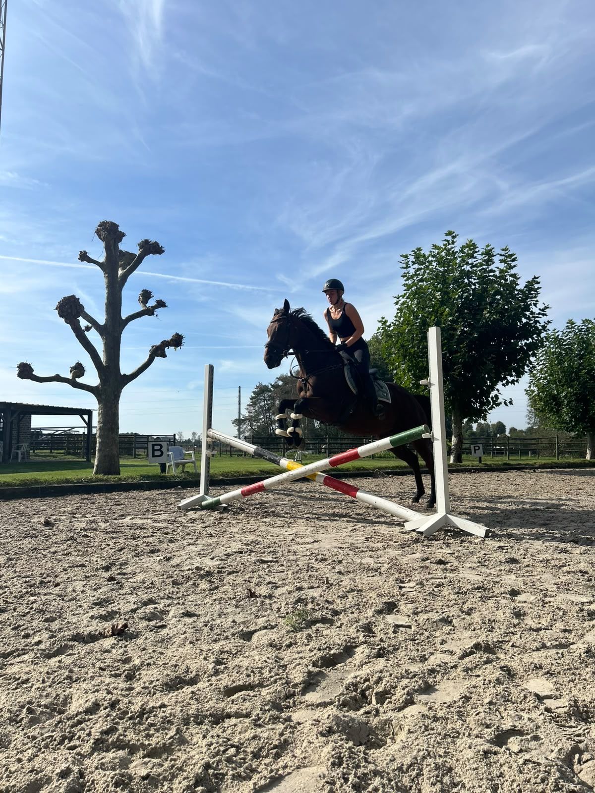 volbloed allrounder ruin 4 anni donkerbruin in vendita - Foto 6